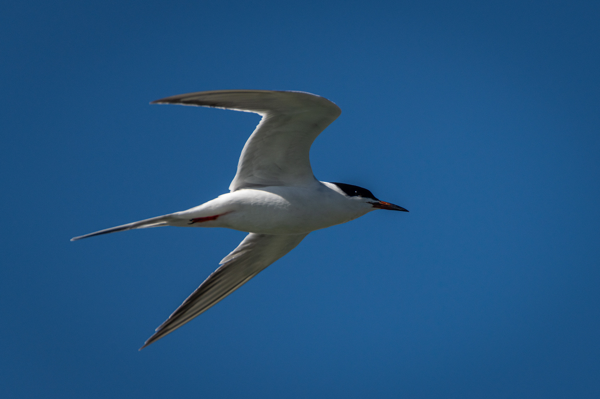Common Tern (in flight), Glenmore Reservoir, North Glenmore Park, Calgary, AB