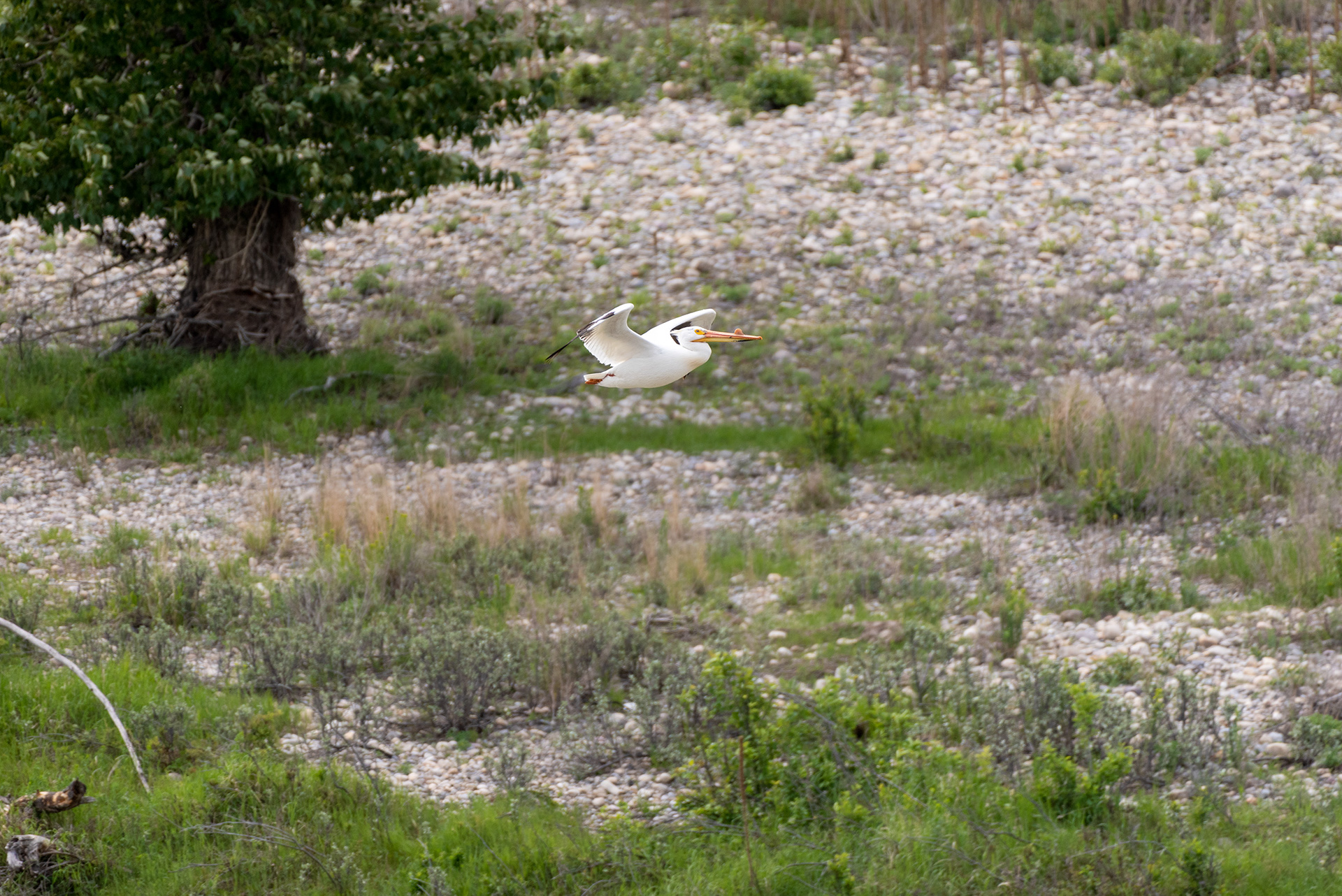 American White Pelican, Patterson Homestead Memorial Park, Bow River, Calgary, Alberta