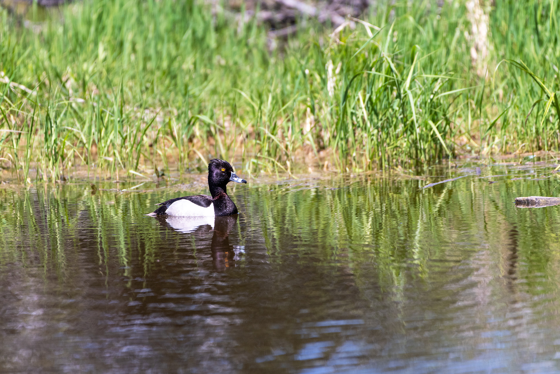 Ring-necked Duck, Weaselhead Flats, Elbow River, Calgary, Alberta