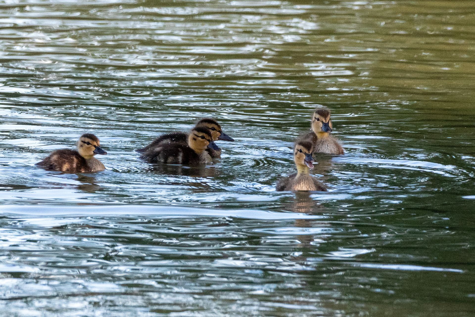 Mallard ducklings