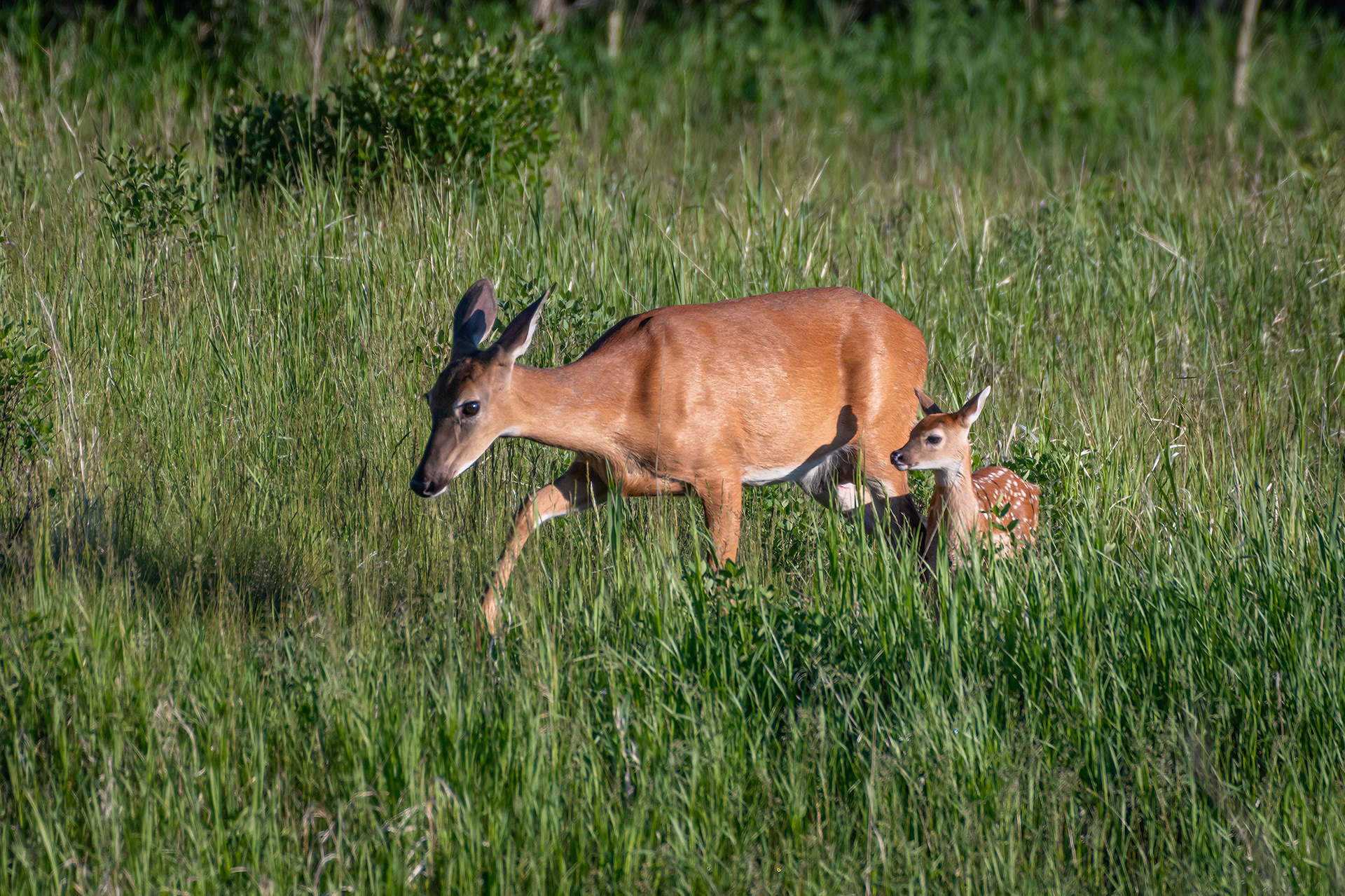 White-tailed Deer with fawn, Marshall Springs ponds, Fish Creek Provincial Park, Calgary, AB