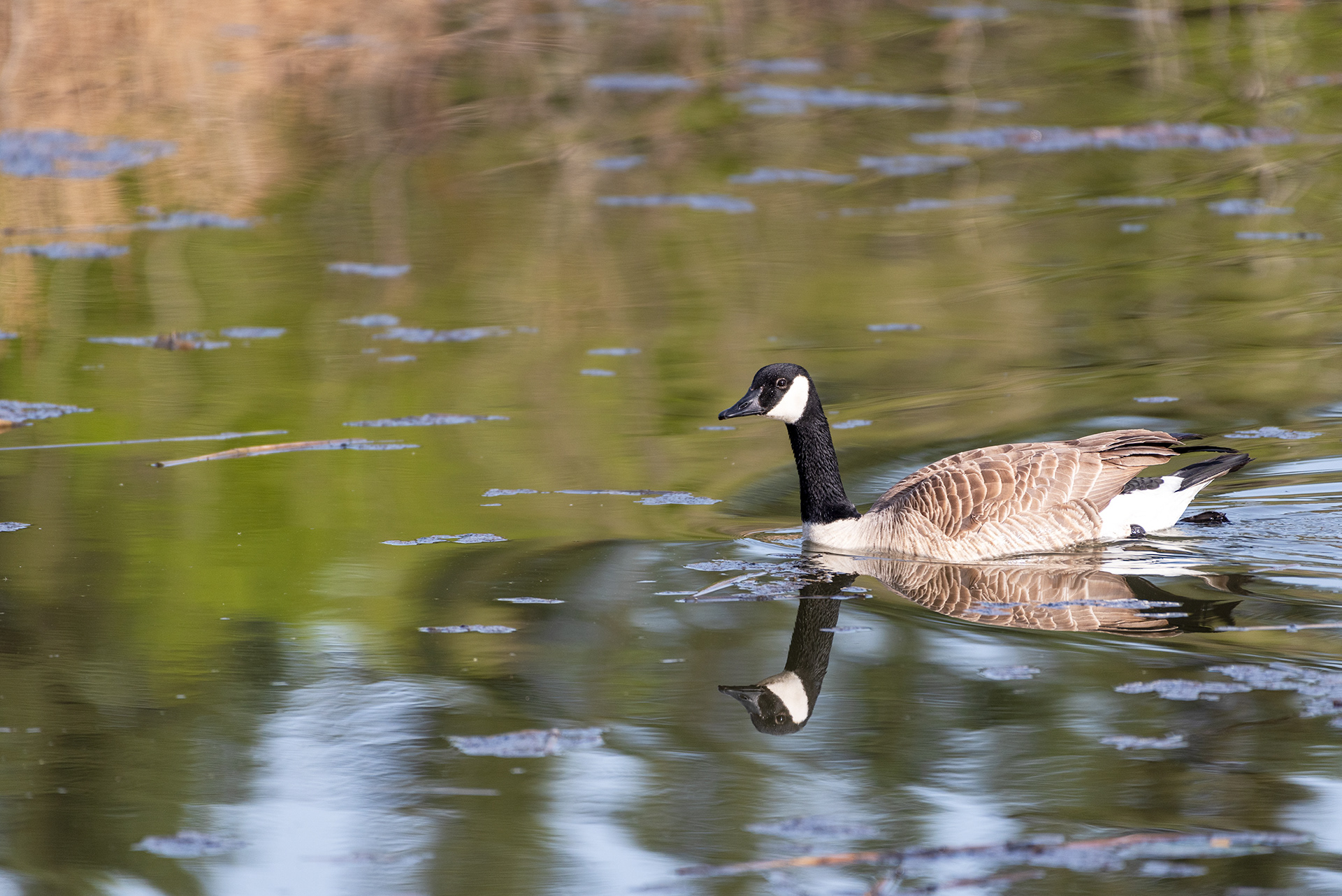 Canada Goose, Marshall Springs, Fish Creek Provincial Park, Calgary, Alberta