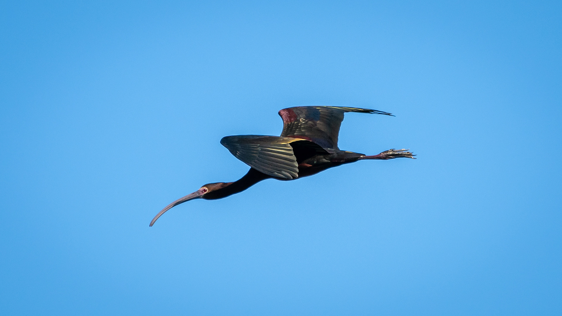 White-faced Ibis (in flight), Marshall Springs ponds, Fish Creek Provincial Park, Calgary, AB