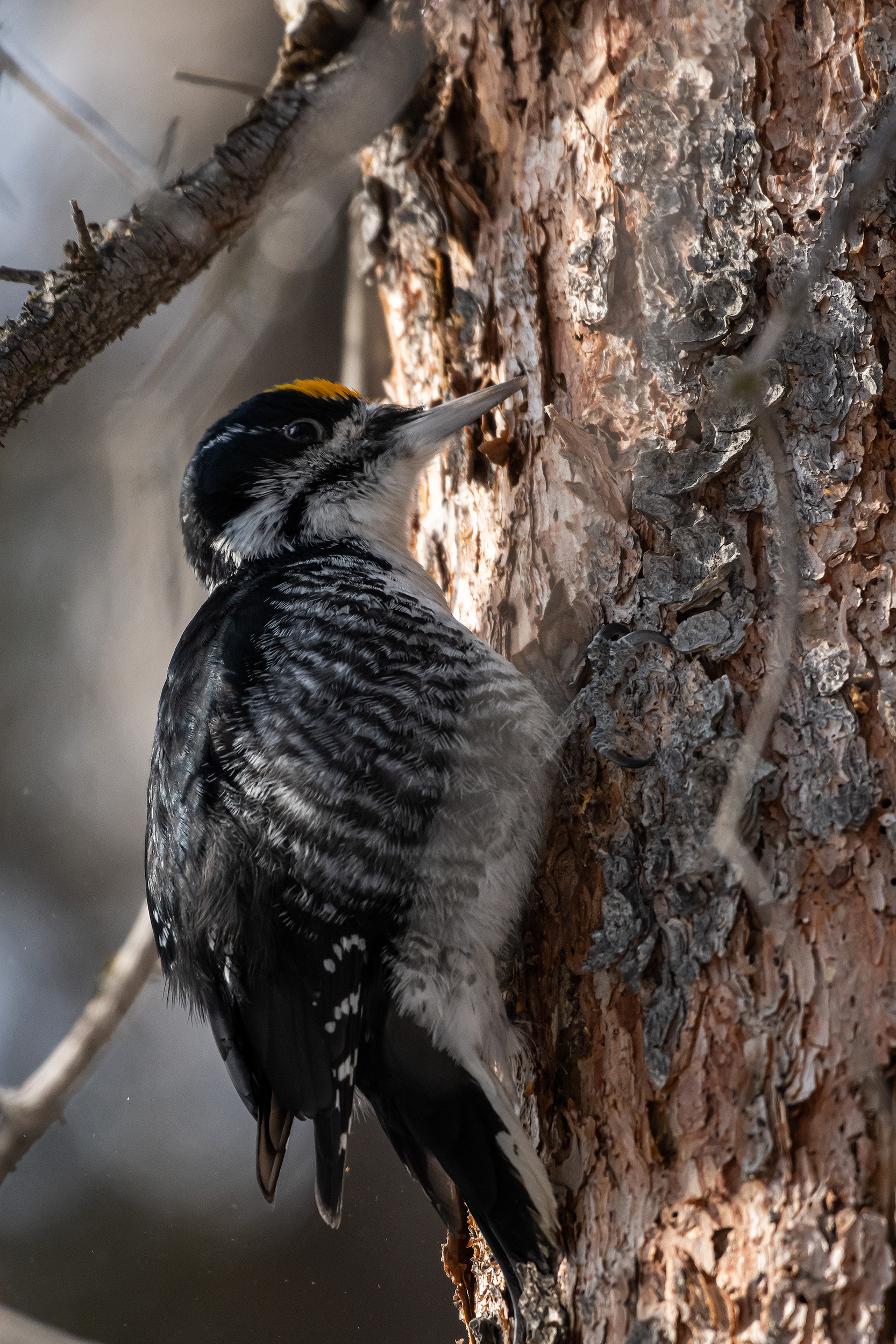 Black-backed Woodpecker (male), near the Marshall Springs area of Fish Creek Provincial Park, Calgary, AB