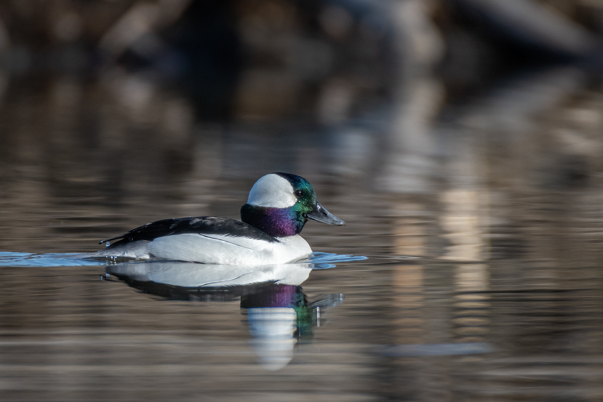Bufflehead (male), Marshall Springs, Fish Creek Provincial Park, Calgary, AB