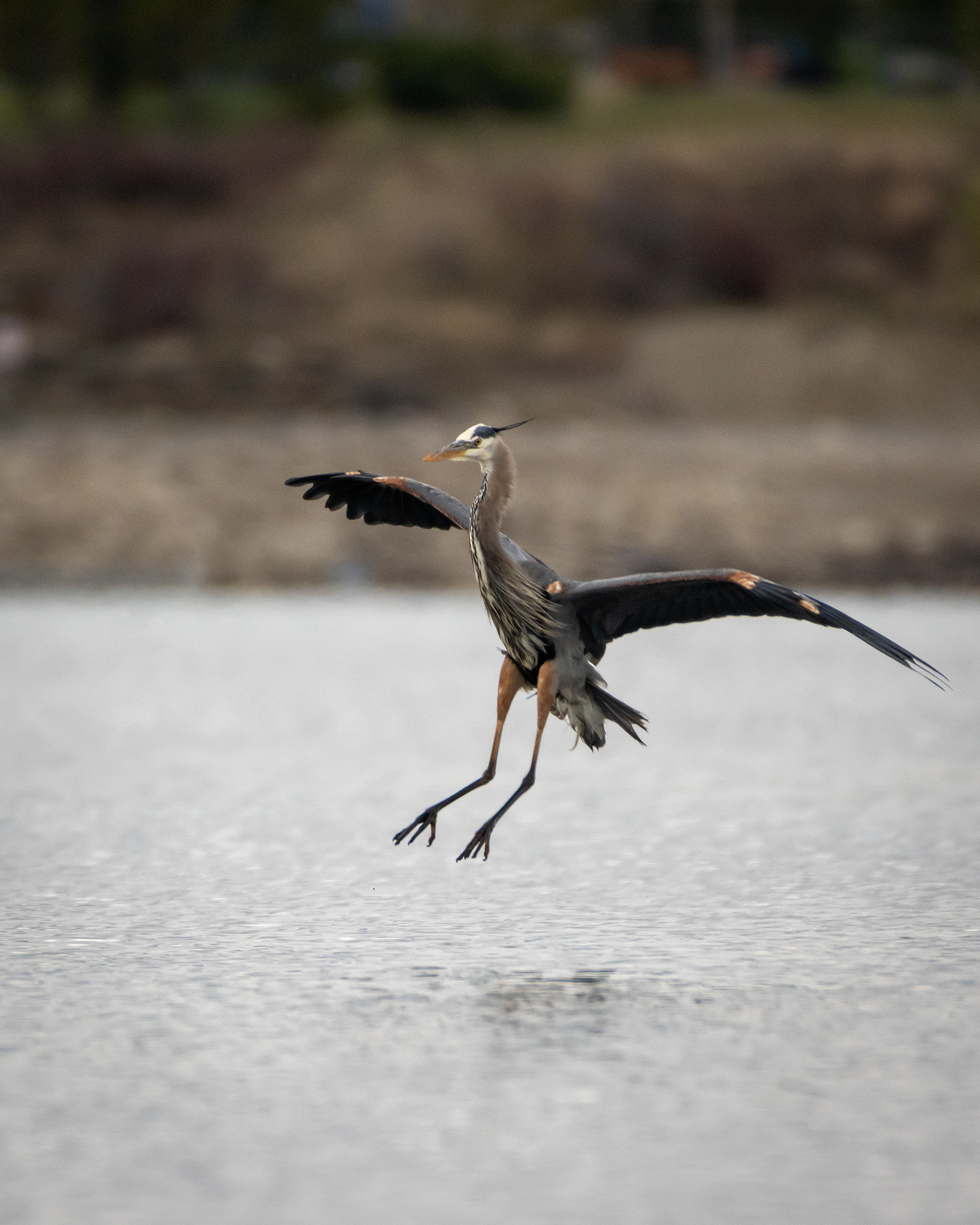 Great Blue Heron (in flight/landing), Glenmore Reservoir, North Glenmore Park, Calgary, AB