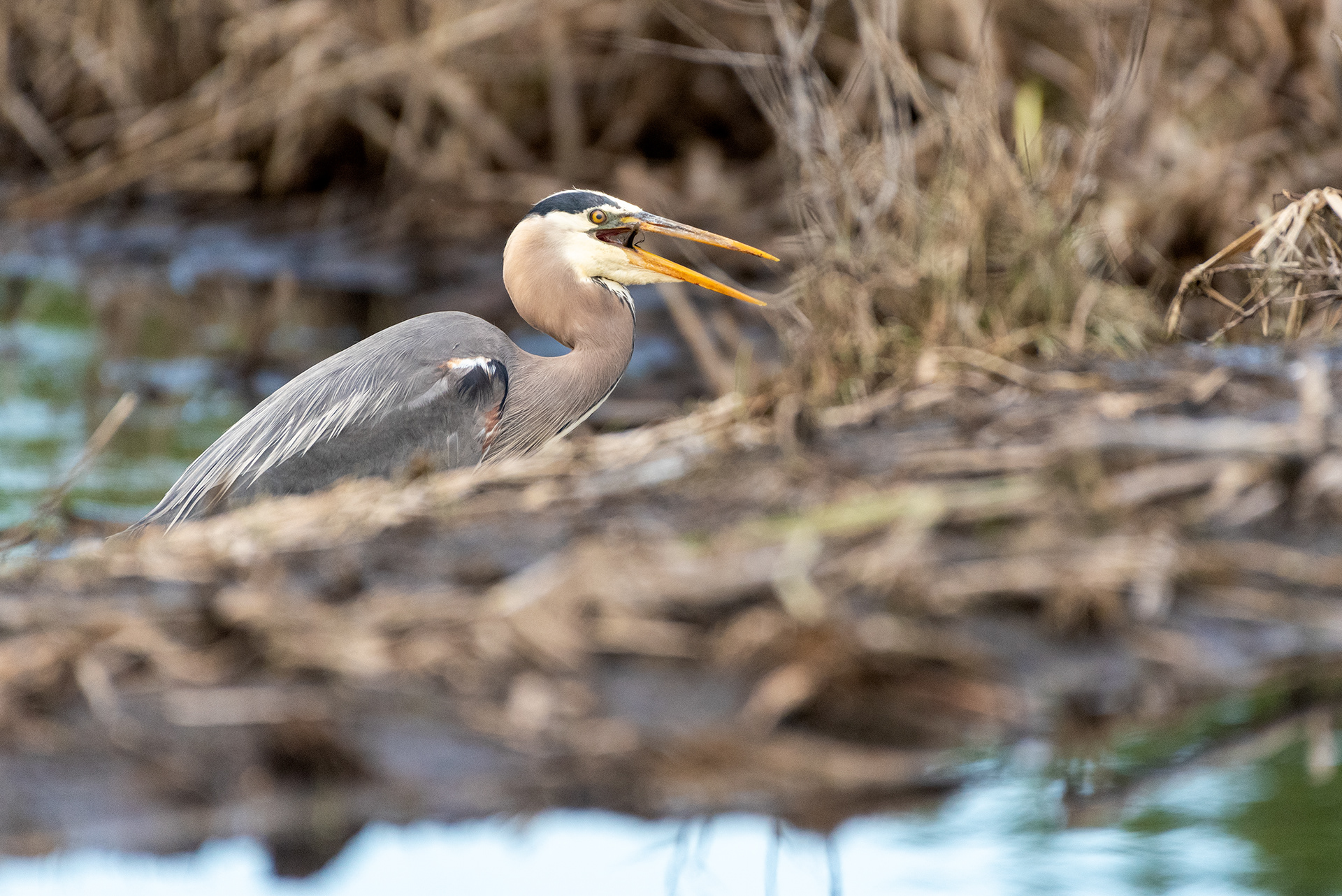 Great Blue Heron