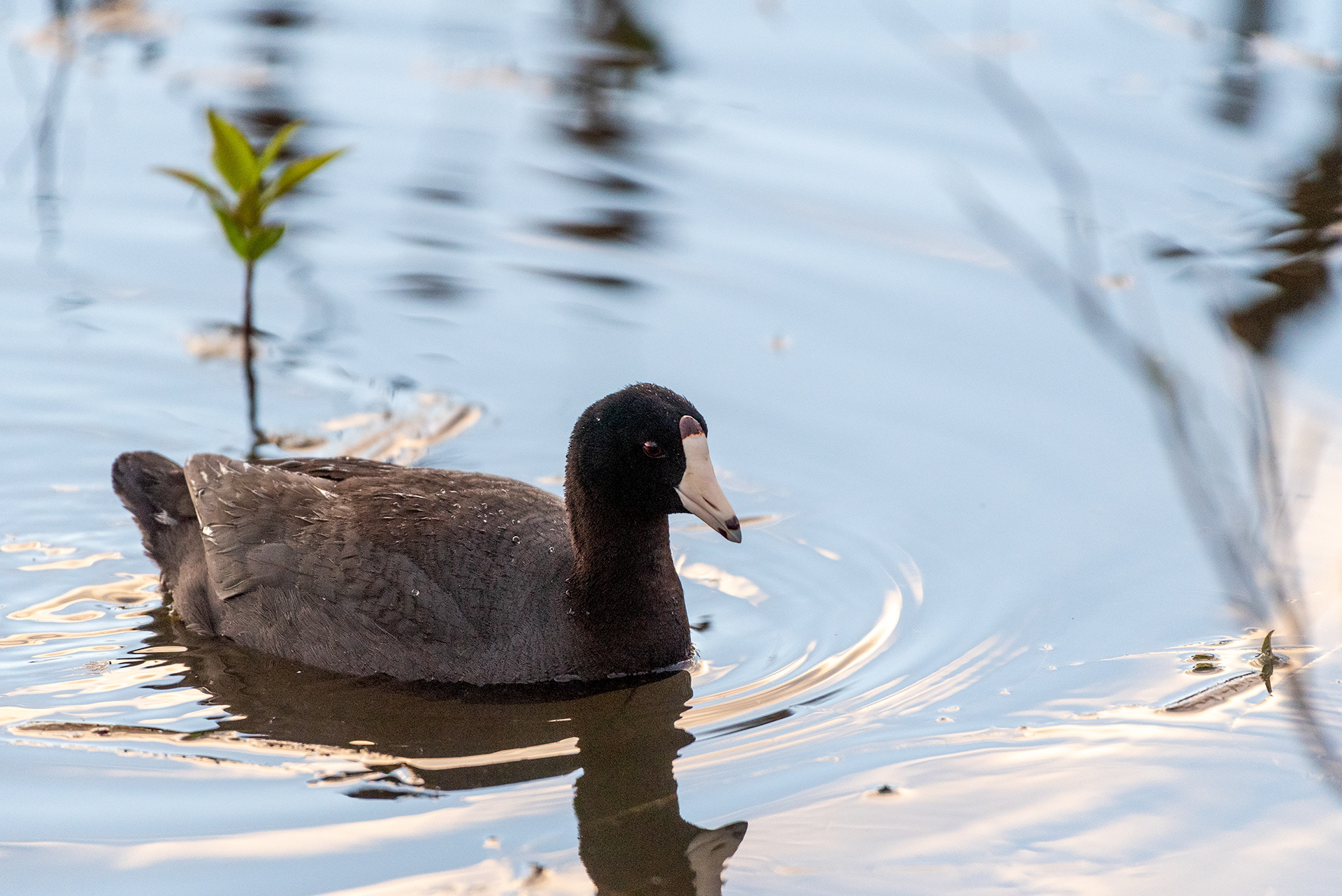 American Coot, Marshall Springs, Fish Creek Provincial Park, Calgary, Alberta