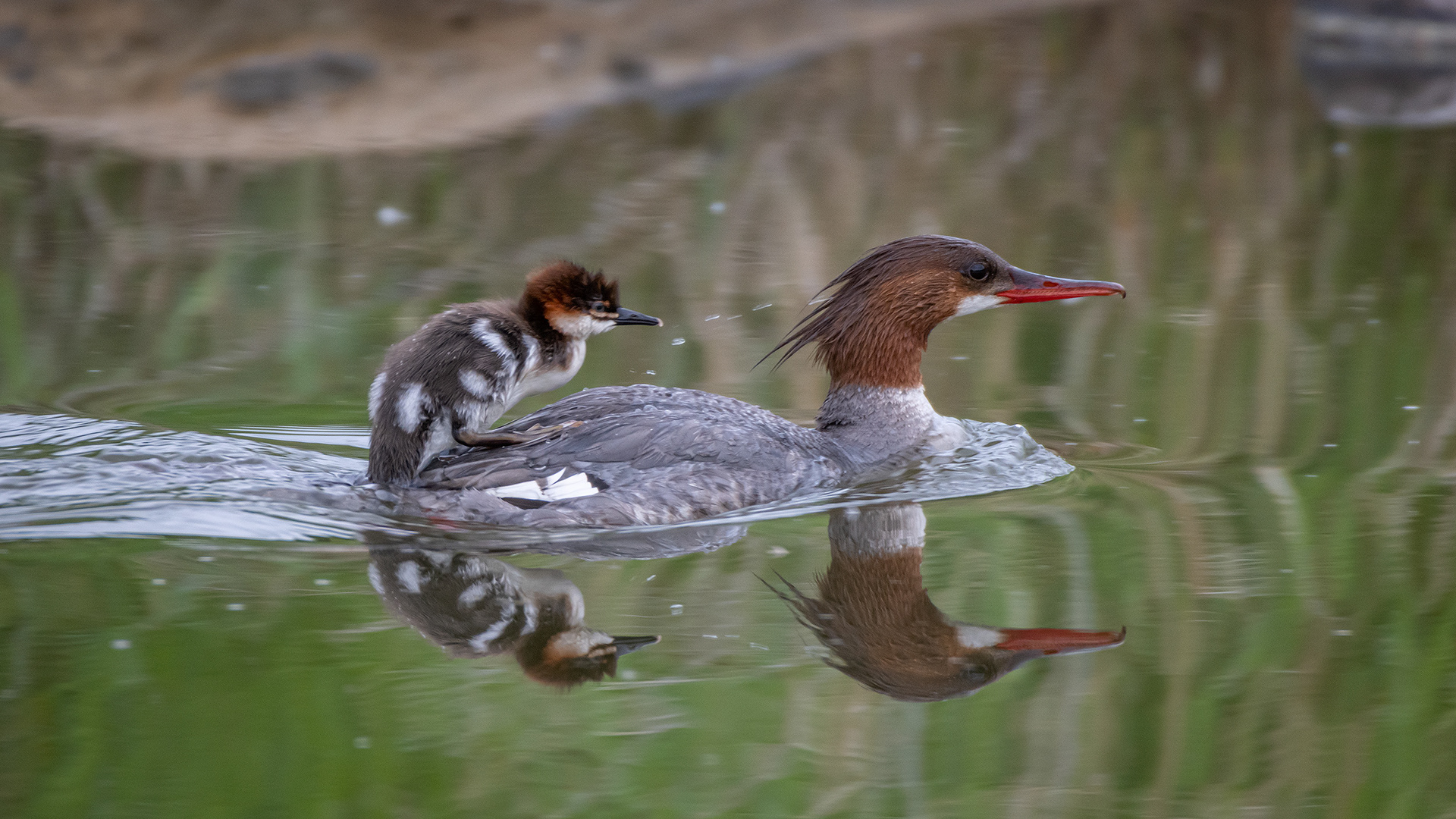 Common Mergansers, Marshall Springs ponds, Fish Creek Provincial Park, Calgary, AB