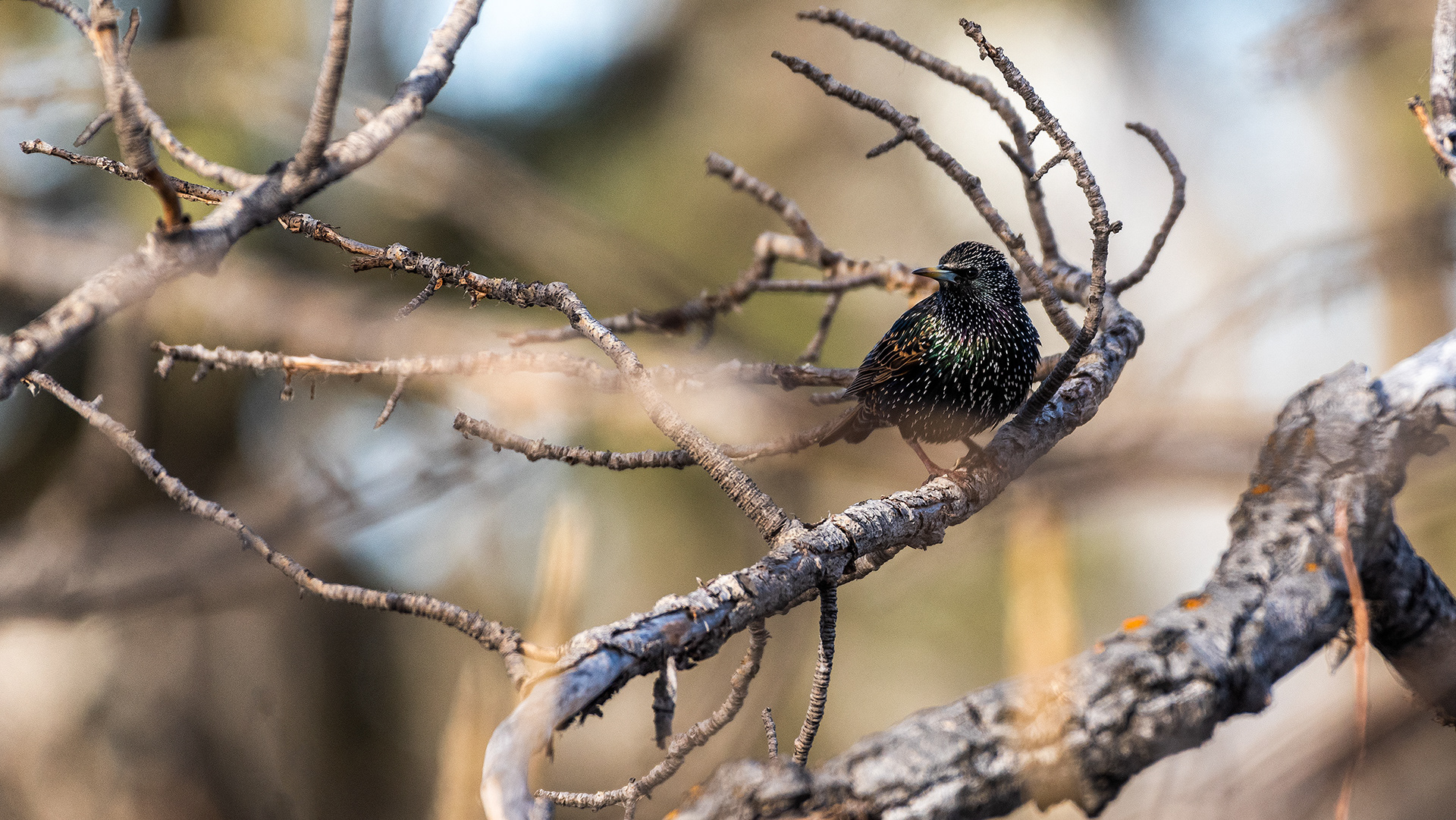 European Starling, Inglewood, Calgary, AB