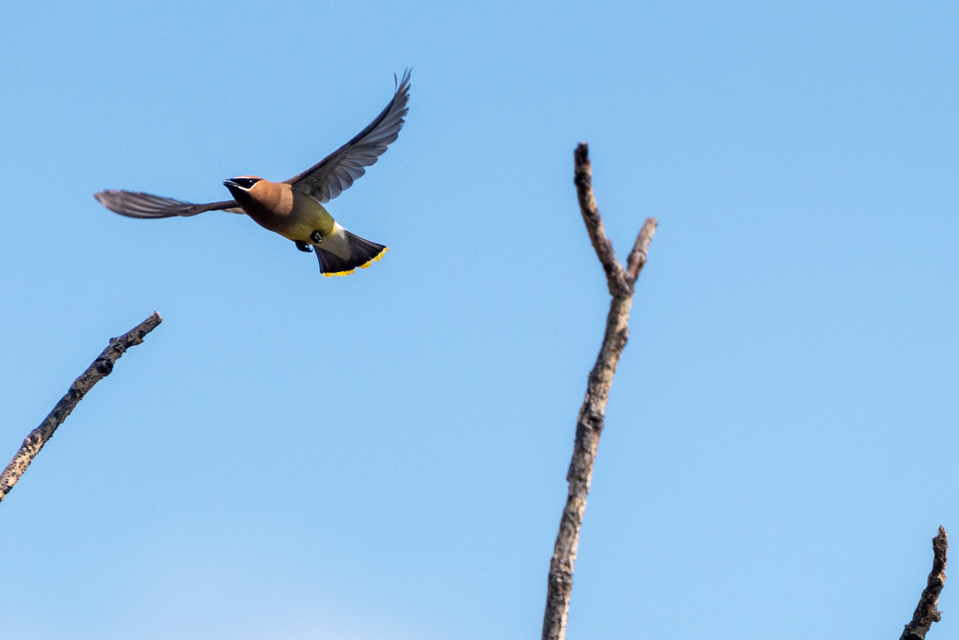 Cedar Waxwing in flight
