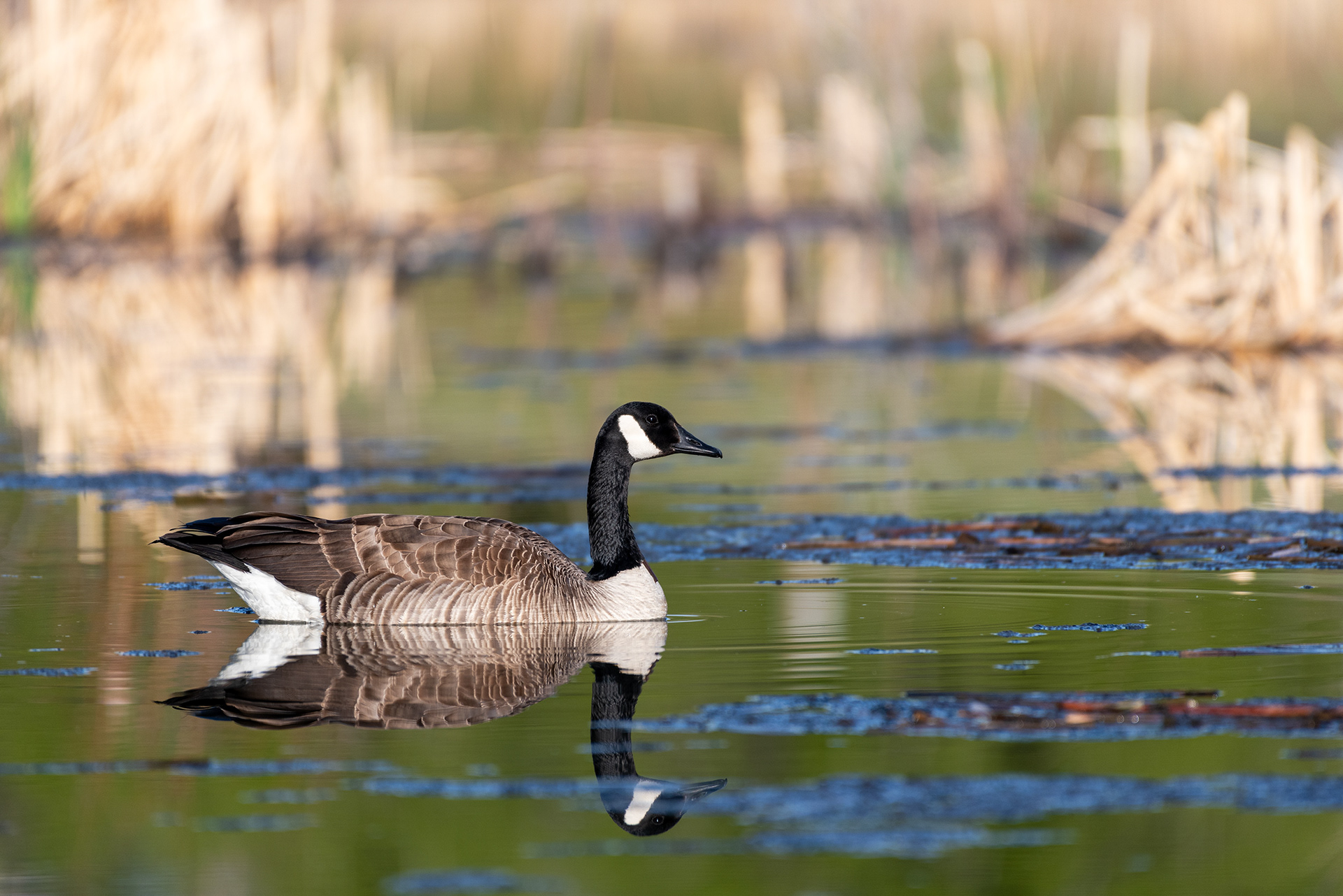 Canada Goose, Marshall Springs, Fish Creek Provincial Park, Calgary, Alberta