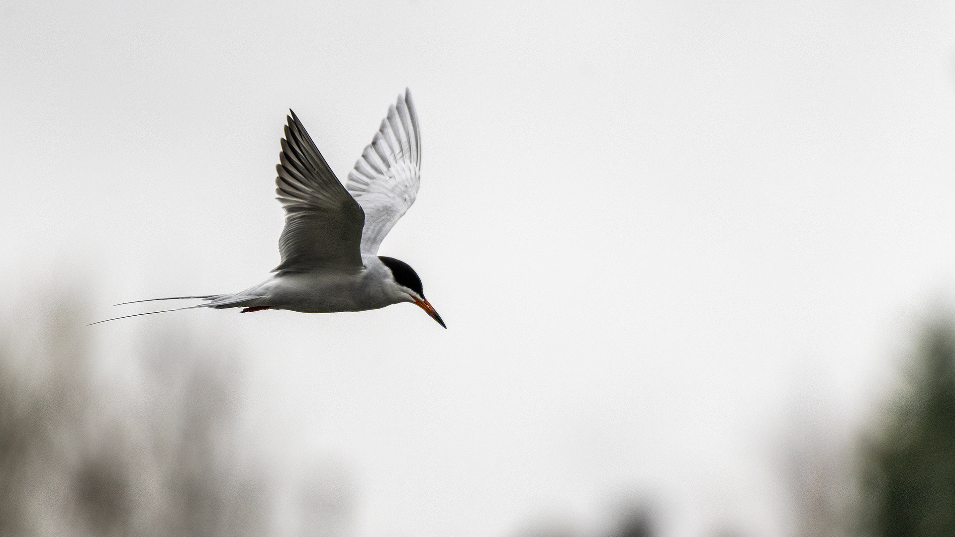 Common Tern in flight at Bridlewood Wetlands Park, Calgary, Alberta