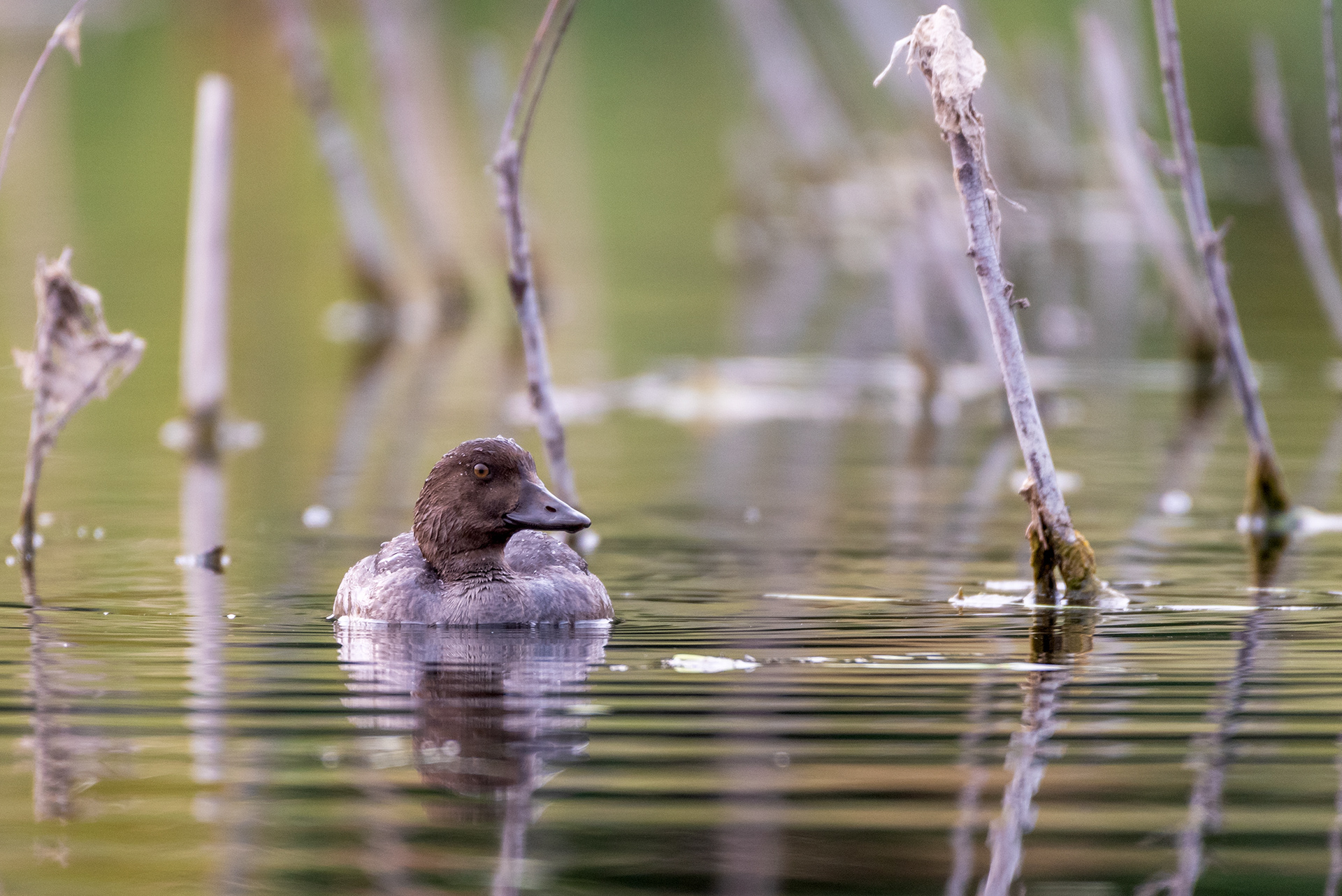Duck (unknown type) at the Marshall Springs ponds in Fish Creek Provincial Park