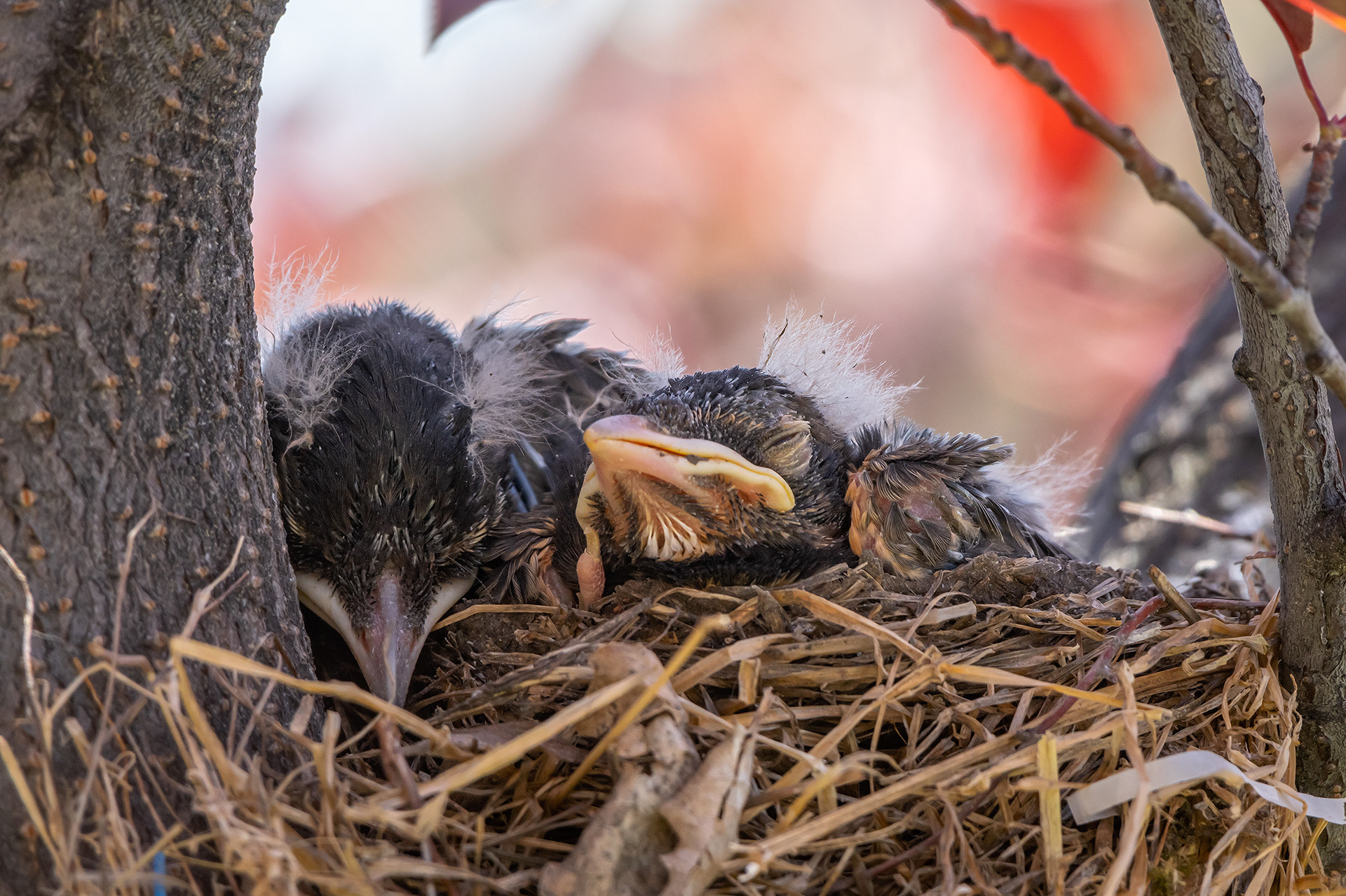 American Robin hatchlings, Bridlewood, Calgary, AB