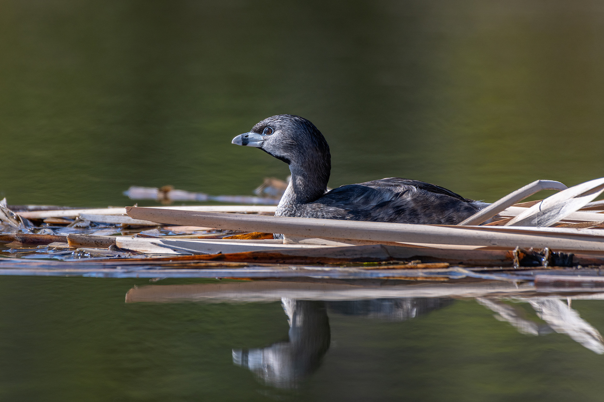Pied-billed Grebe, Marshall Springs ponds, Fish Creek Provincial Park, Calgary, AB