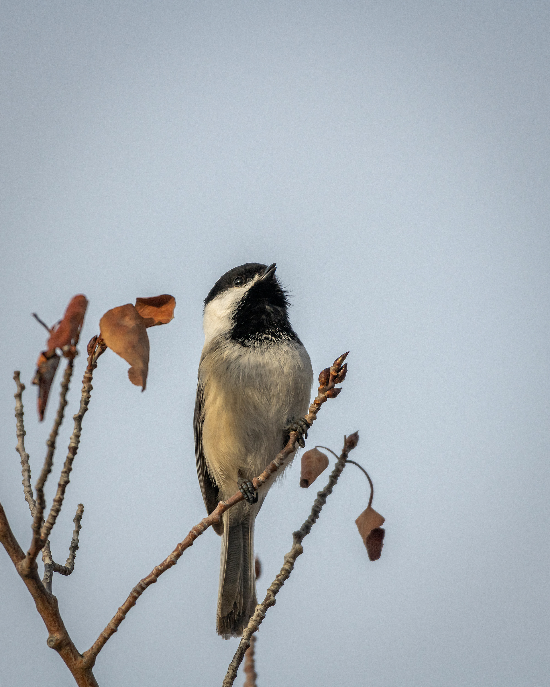 Black-capped Chickadee, Edworthy Park, Calgary, AB