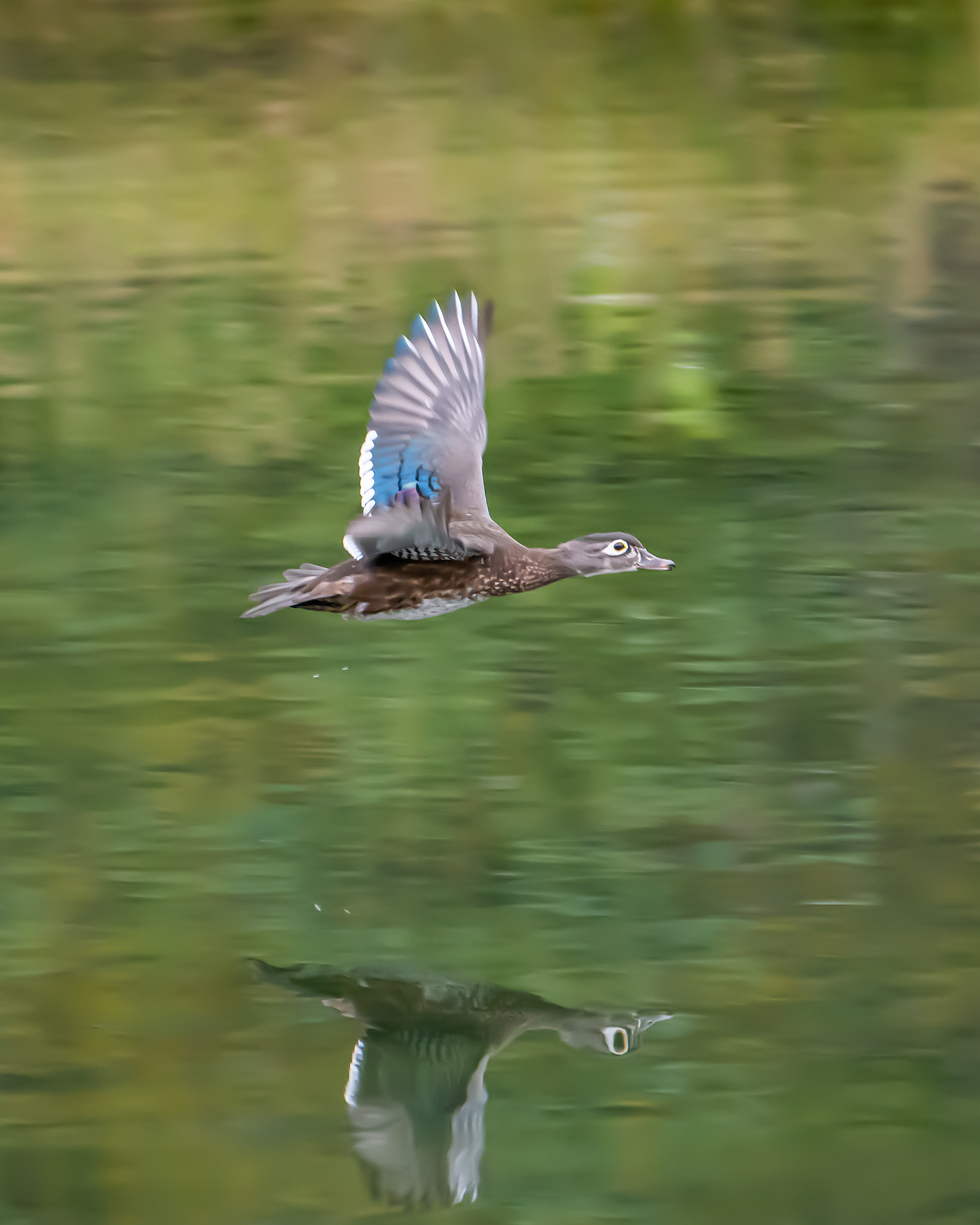 Wood Duck hen (in flight), Inglewood Bird Sanctuary & Nature Centre, Calgary, AB - September 18th