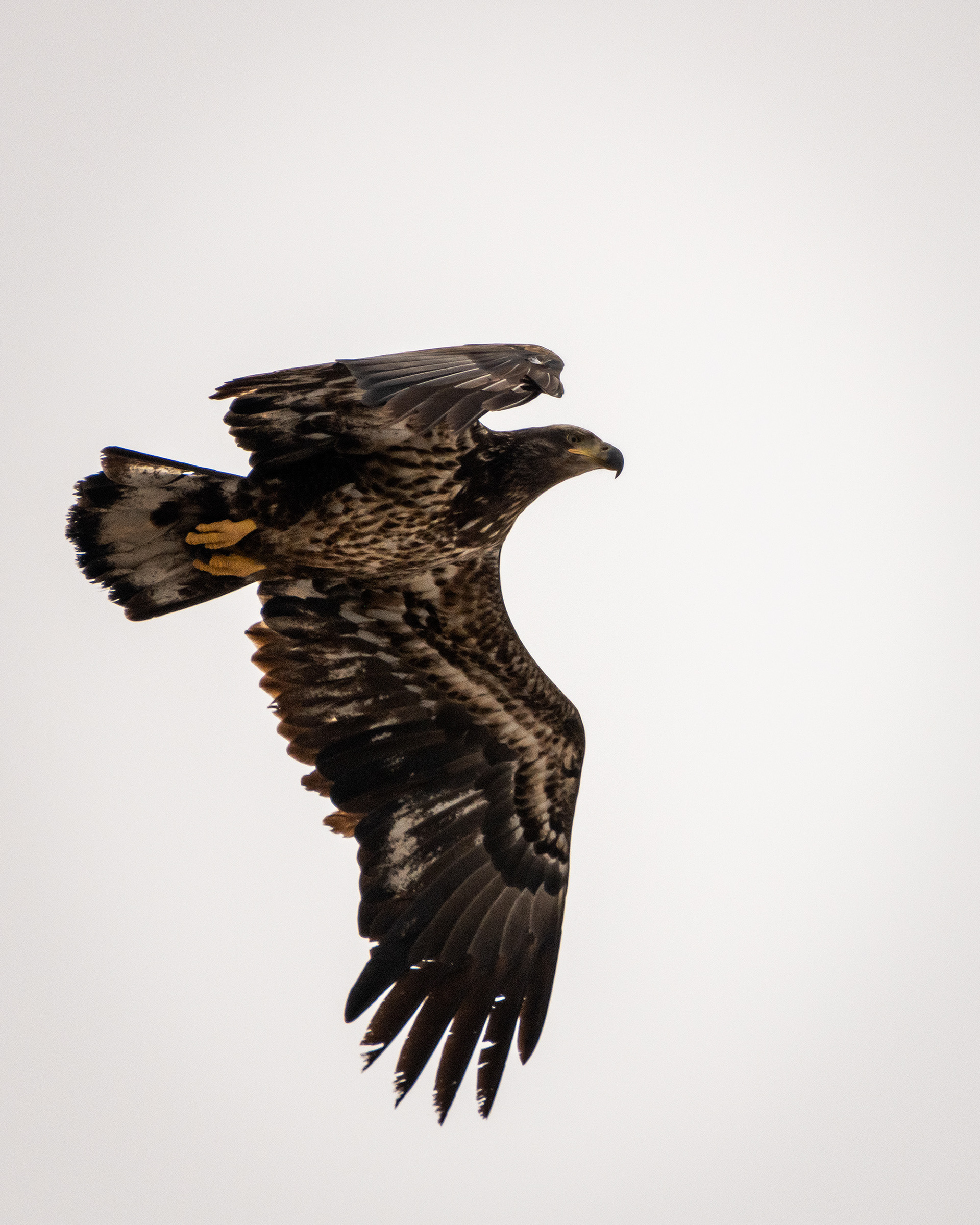 Bald Eagle (immature) in flight - Southview Off Leash Dog Park, Calgary, AB