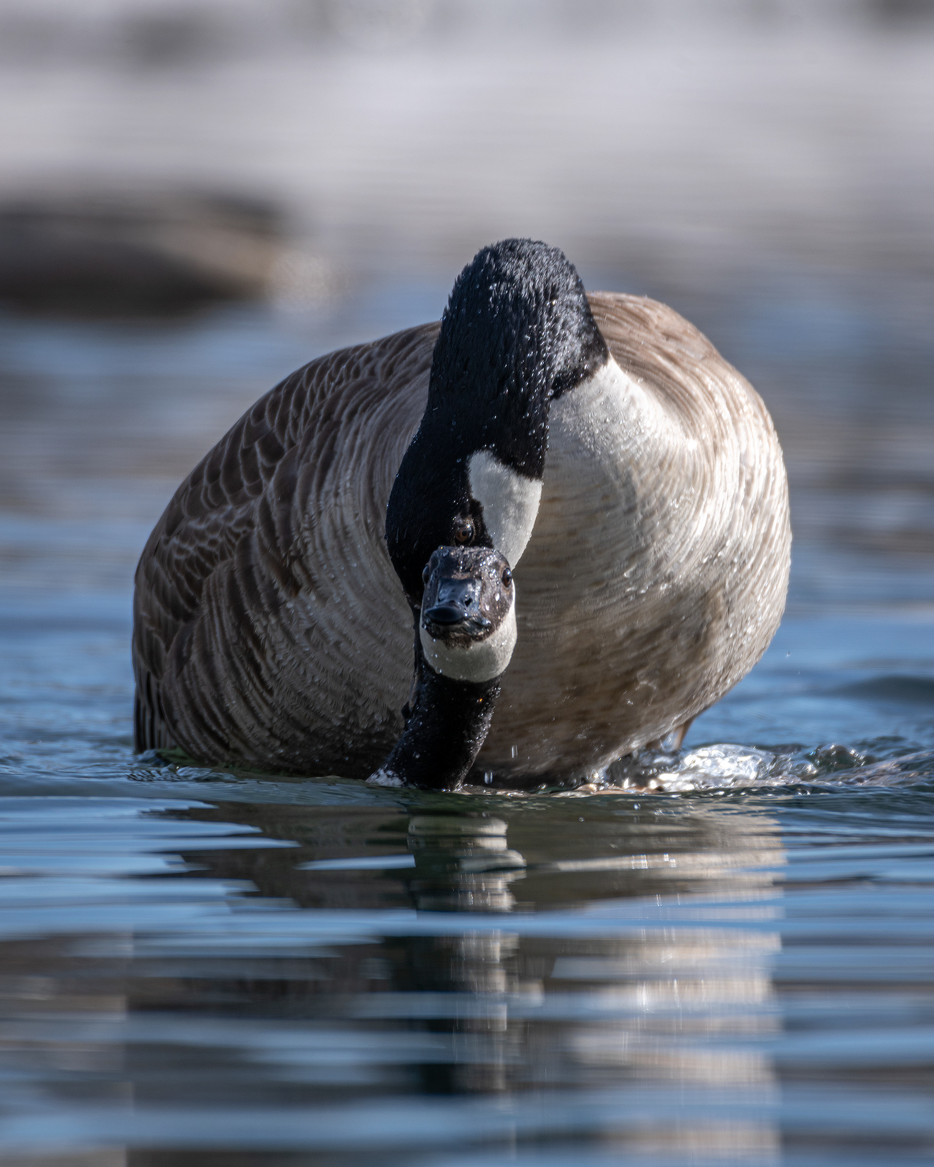 Canada Geese pair mating, near the Harvie Passage of the Bow River, Pearce Estate Park, Calgary, AB
