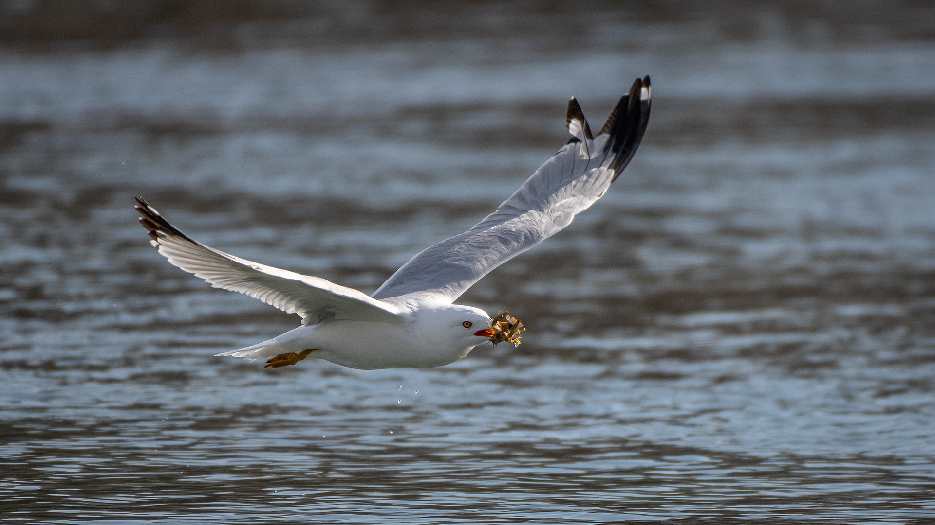 Ring-billed Gull (in flight) with a crayfish, near the Harvie Passage of the Bow River, Pearce Estate Park, Calgary, AB