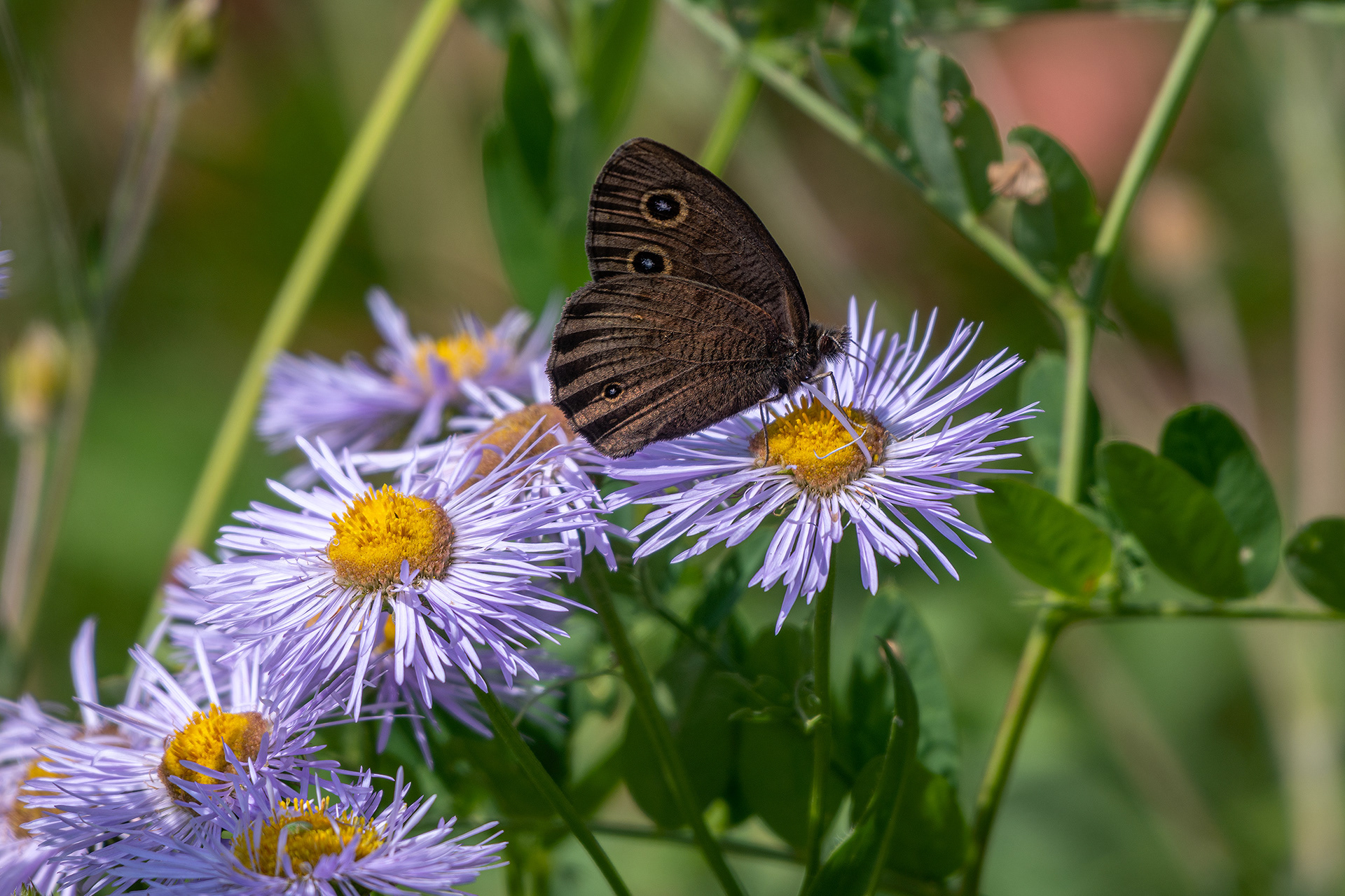 Flowers and Butterfly, Brown-Lowery Provincial Park, Alberta