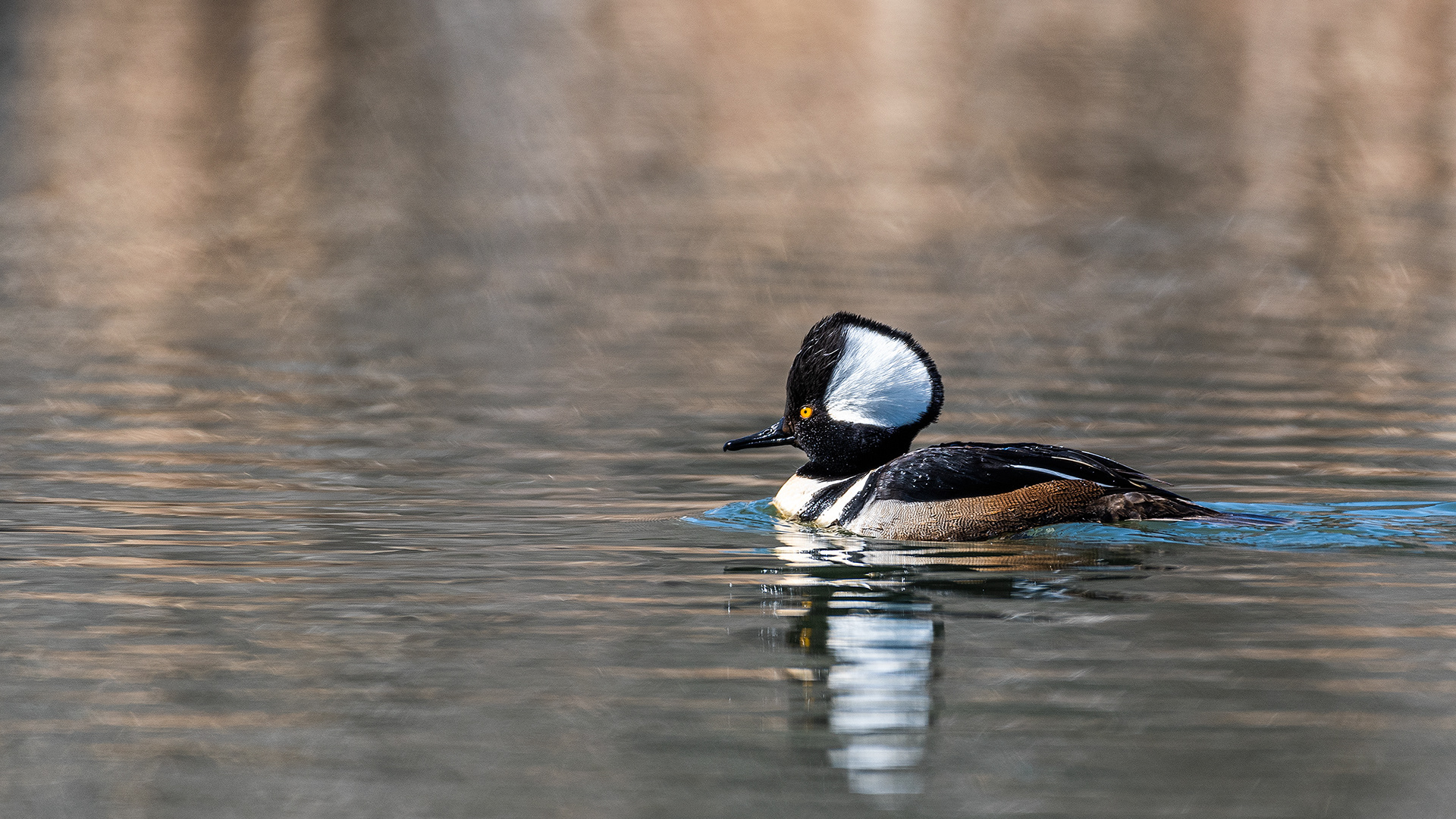 Hooded Merganser (male) at Bridlewood Wetlands Park, Calgary, Alberta