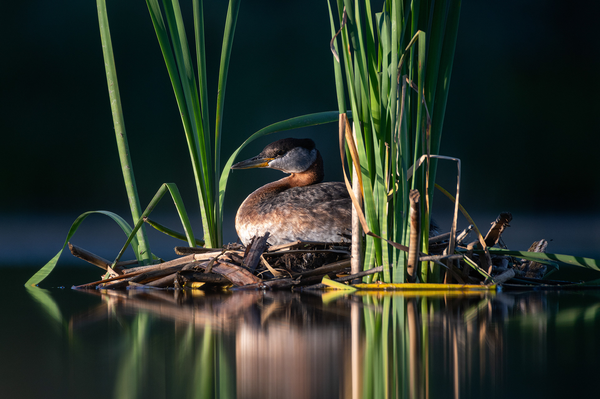 Red-necked Grebe, Marshall Springs ponds, Fish Creek Provincial Park, Calgary, AB