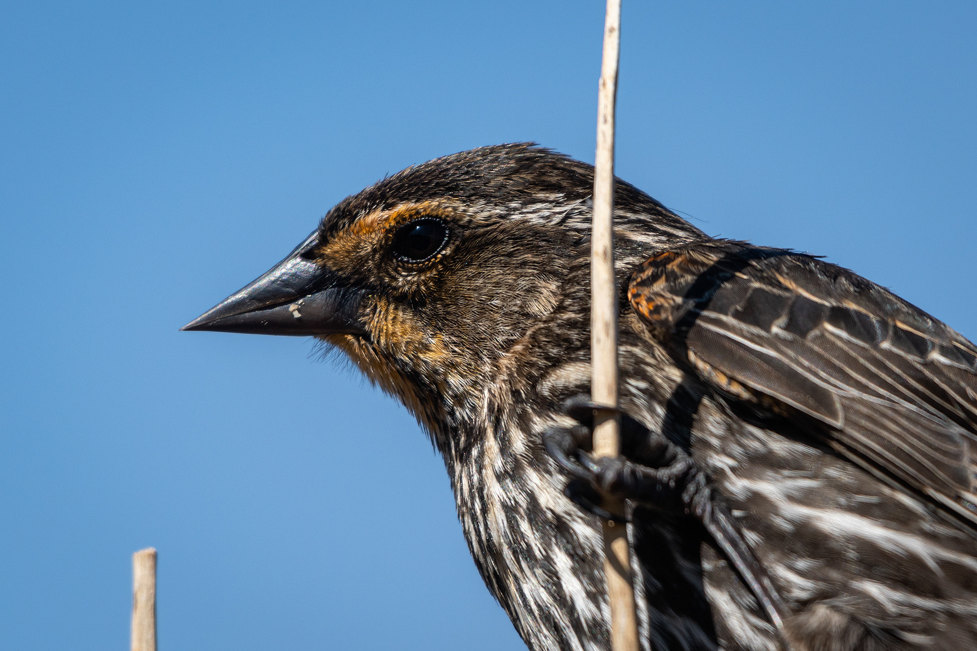 Red-winged Blackbird (female) close-up, Marshall Springs ponds, Fish Creek Provincial Park, Calgary, AB