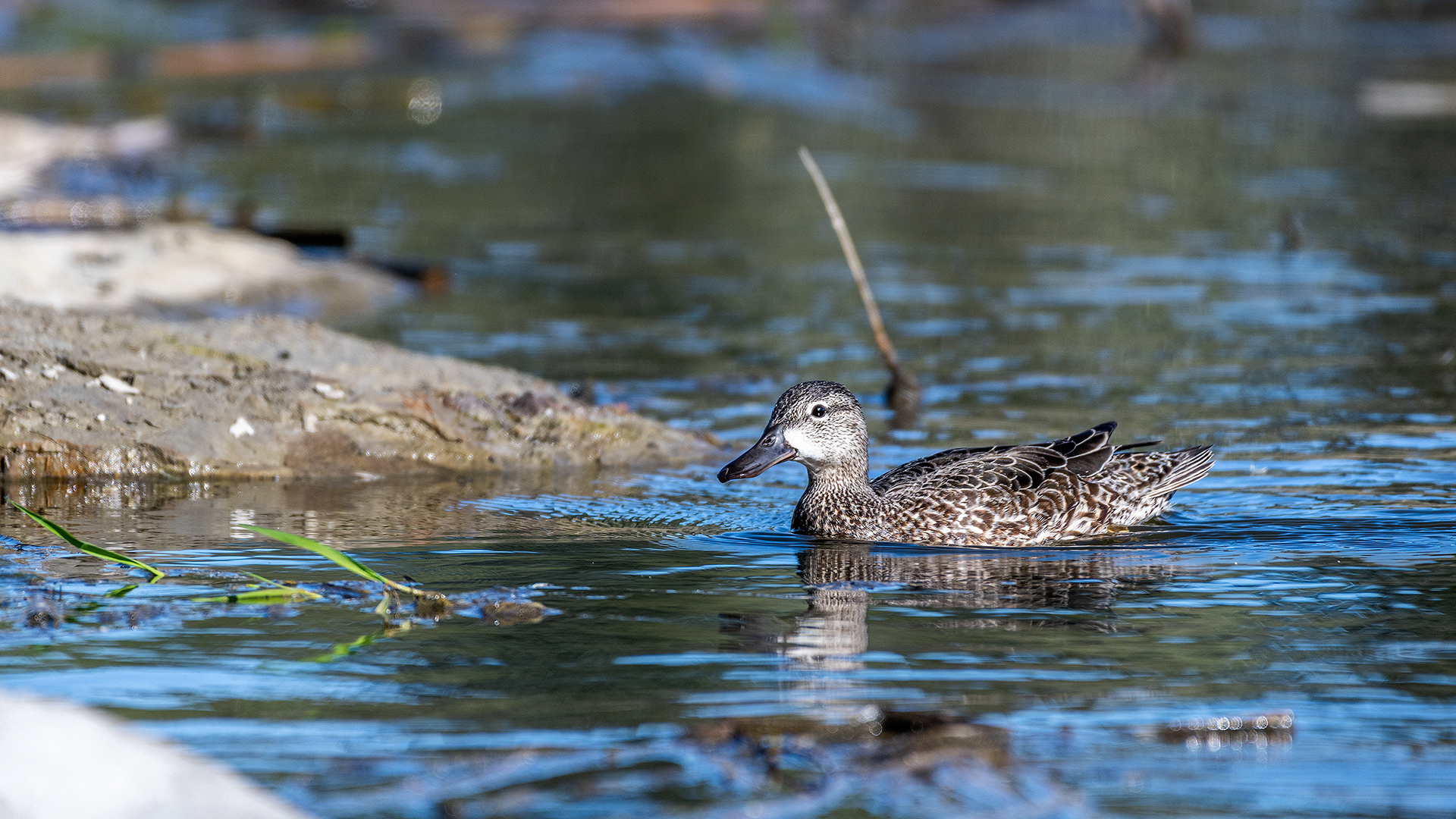 Blue-winged Teal (female) at Marshall Springs, Fish Creek Provincial Park, Calgary, Alberta