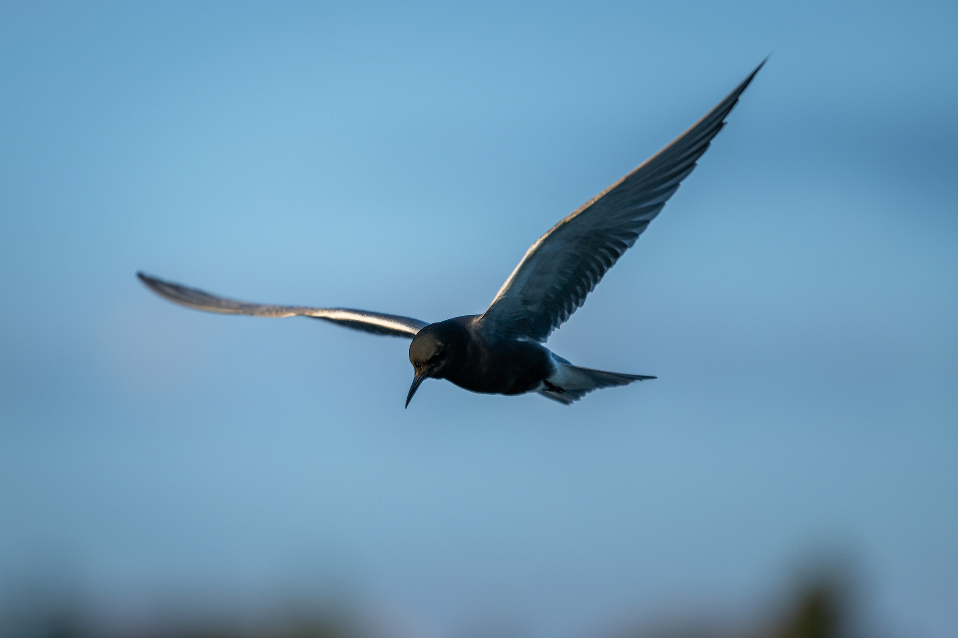 Black Tern (in flight), Marshall Springs ponds, Fish Creek Provincial Park, Calgary, AB