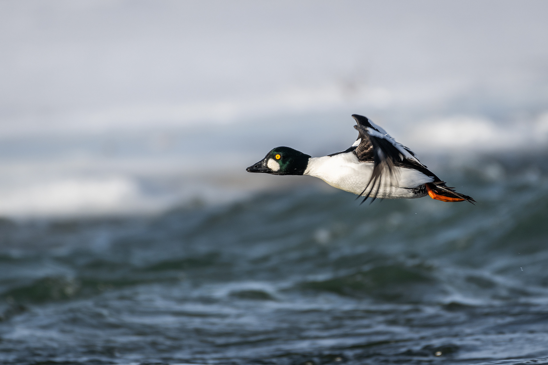 Goldeneye (male) in flight - Bow River, Refinery Park, Calgary, AB