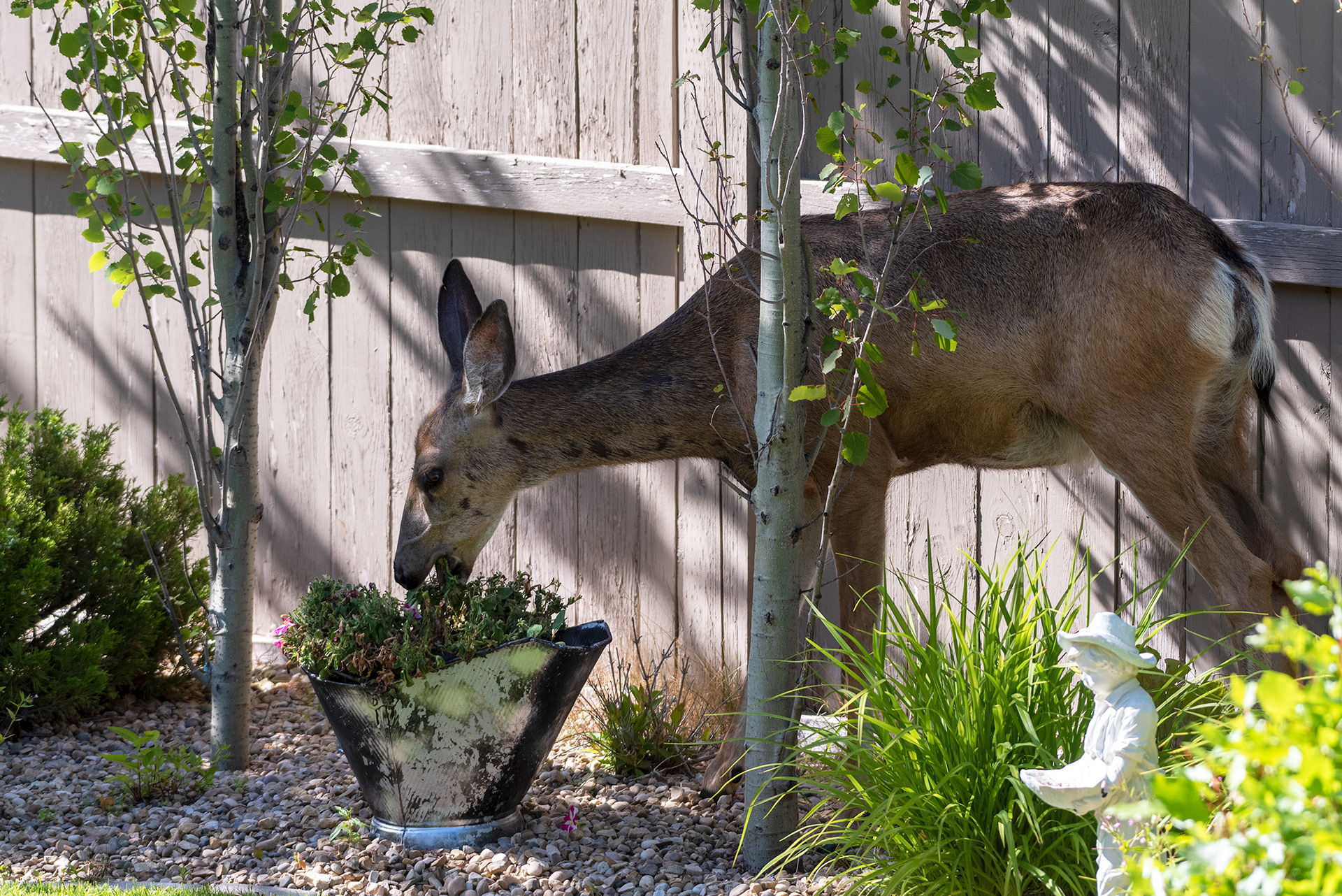 Deer takes a bite of some flowers
