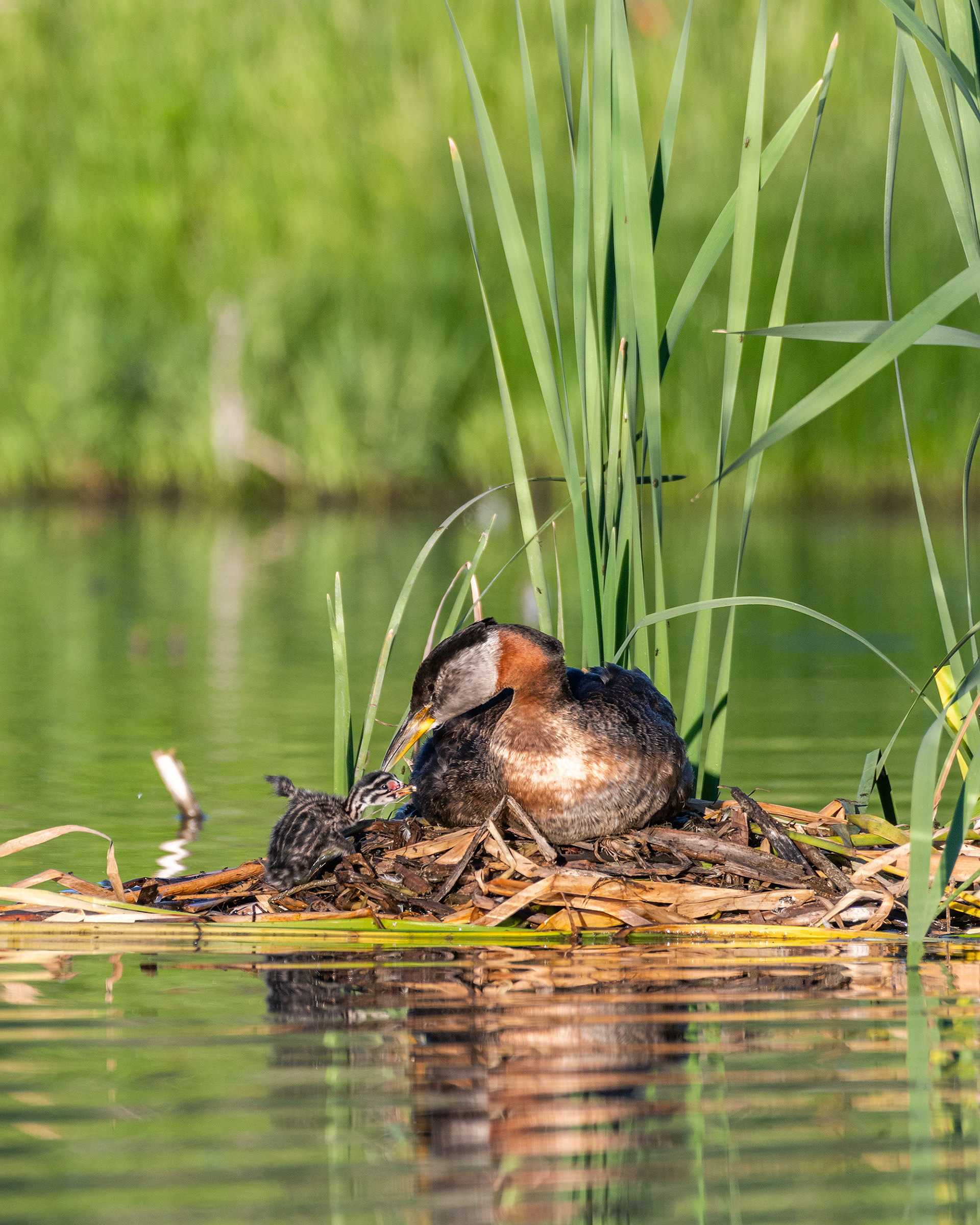 Red-necked Grebe (male), on his nest, interacting with a chick climbing up the side, Marshall Springs - Fish Creek Prov. Park, Calgary, AB