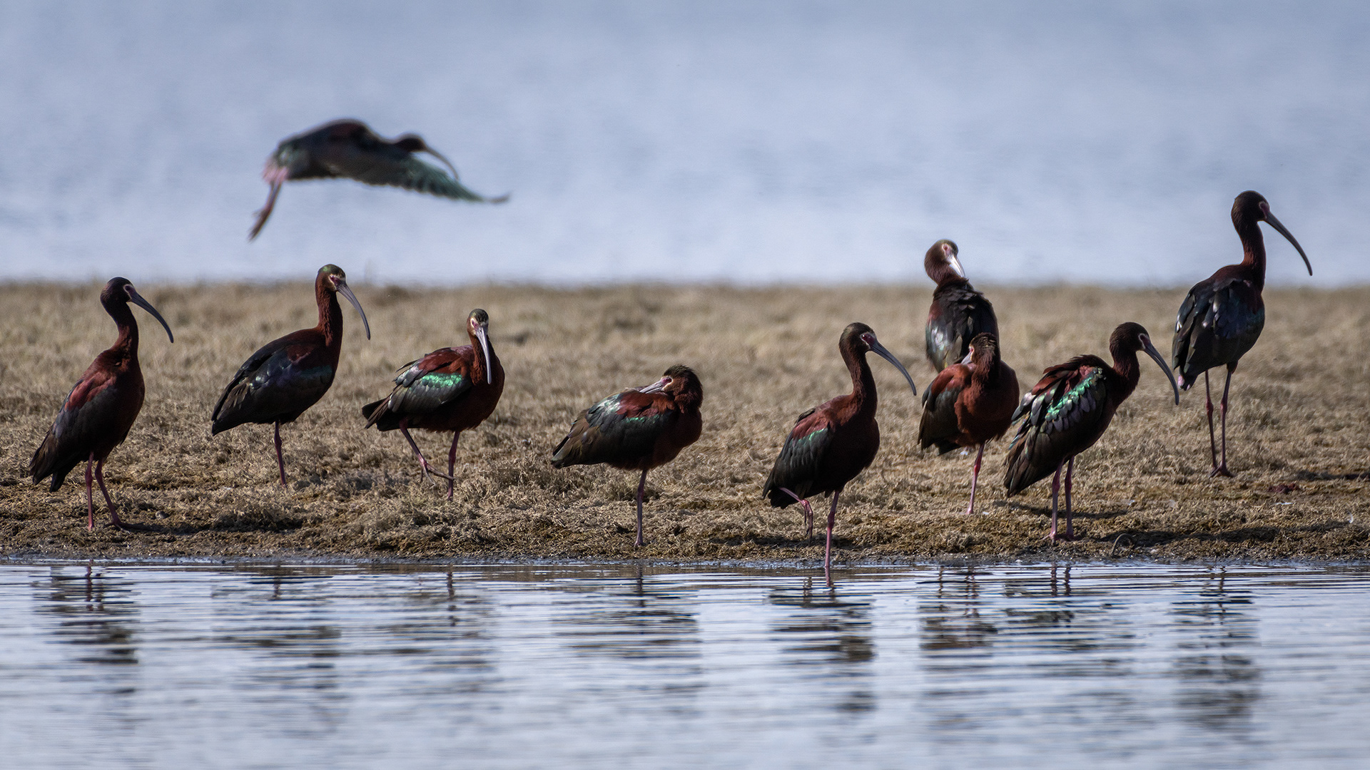 White-faced Ibises and a Ring-billed Gull, Glenmore Reservoir, North Glenmore Park, Calgary, AB