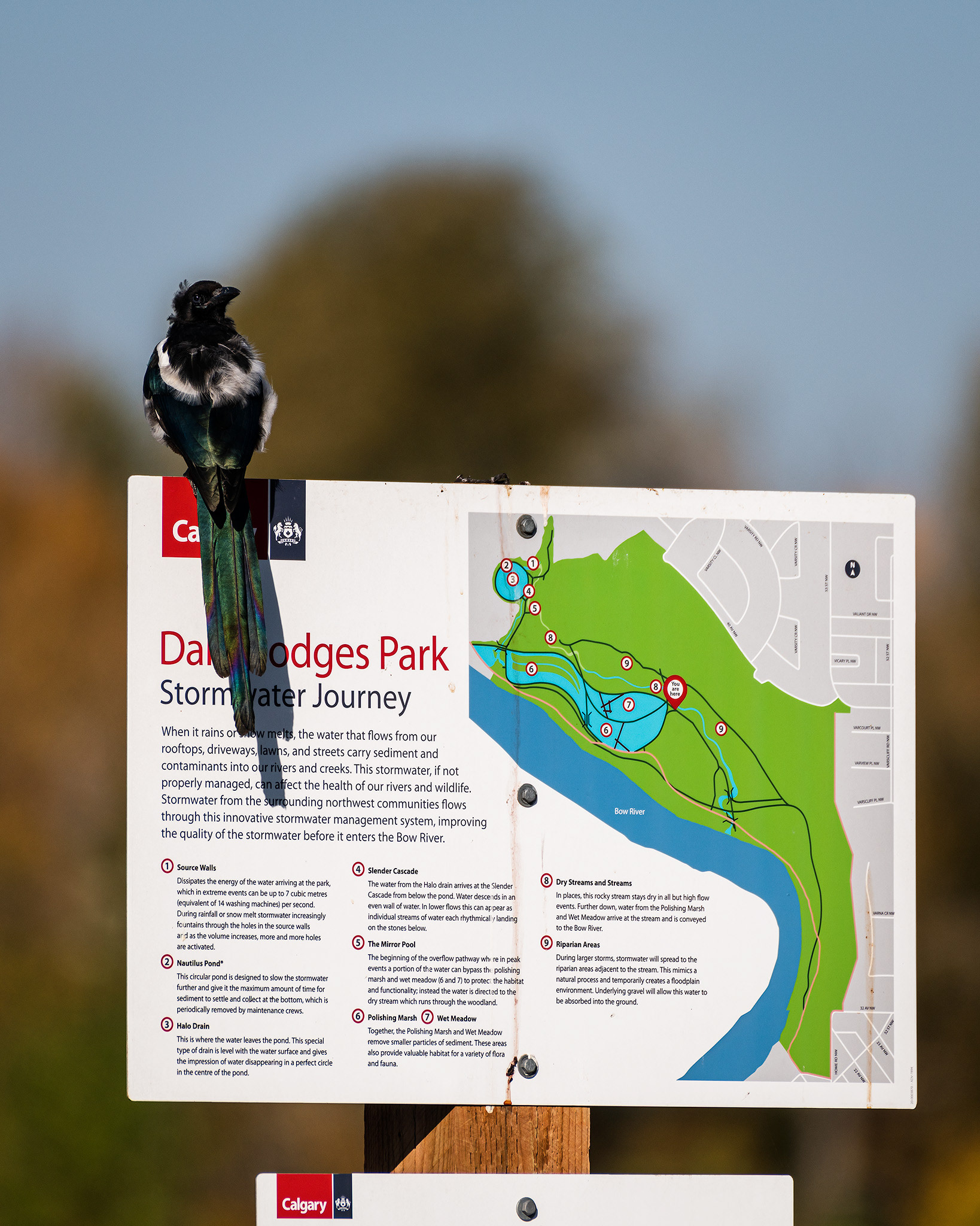 Black-billed Magpie, entrance to Dale Hodges Park, Calgary, AB - September 28th