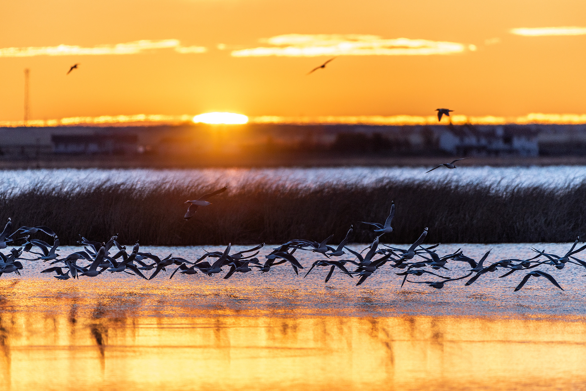 Various Gulls and Ducks in flight during a colorful sunrise at Frank Lake, Alberta