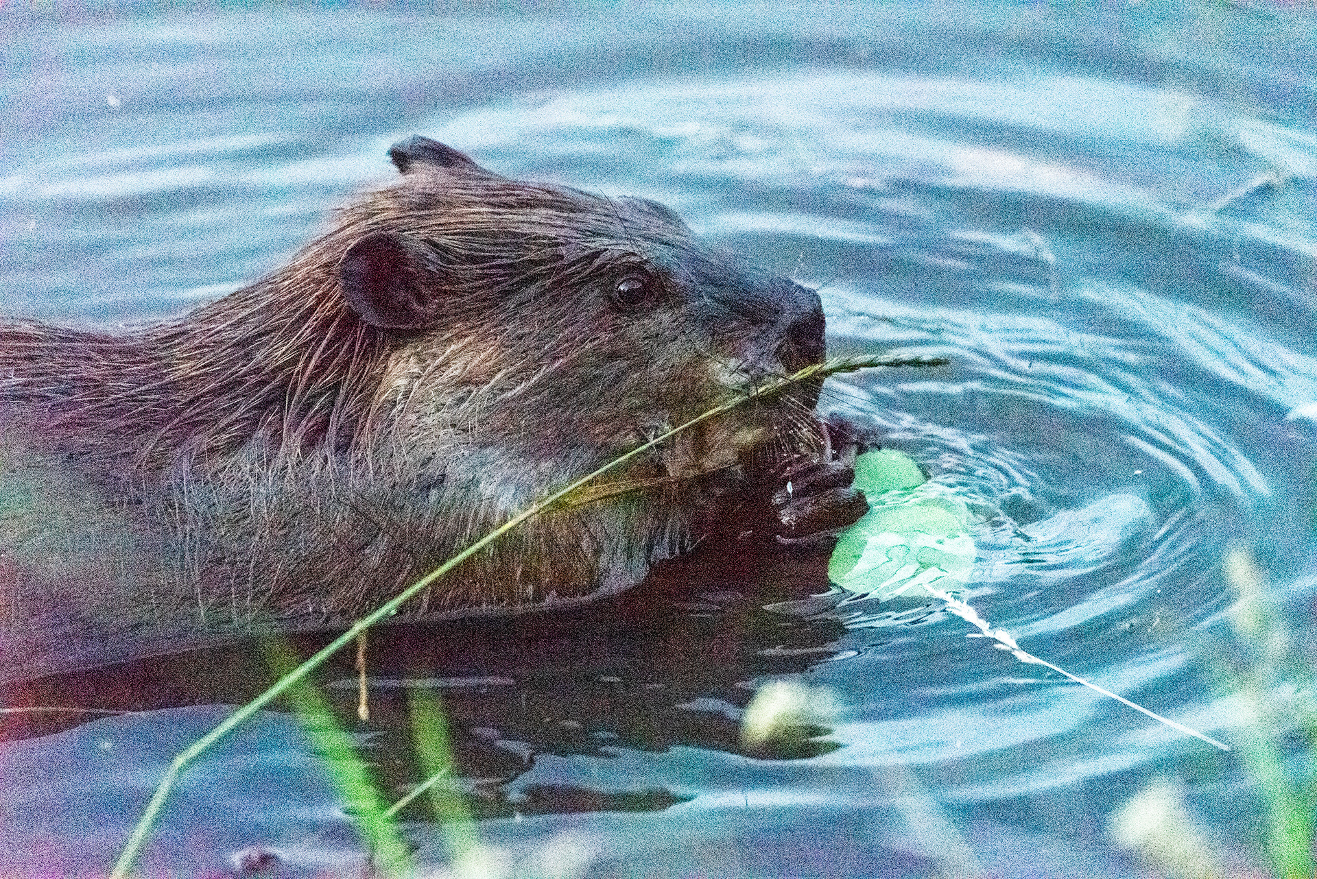Beaver enjoying a freshly downed tree