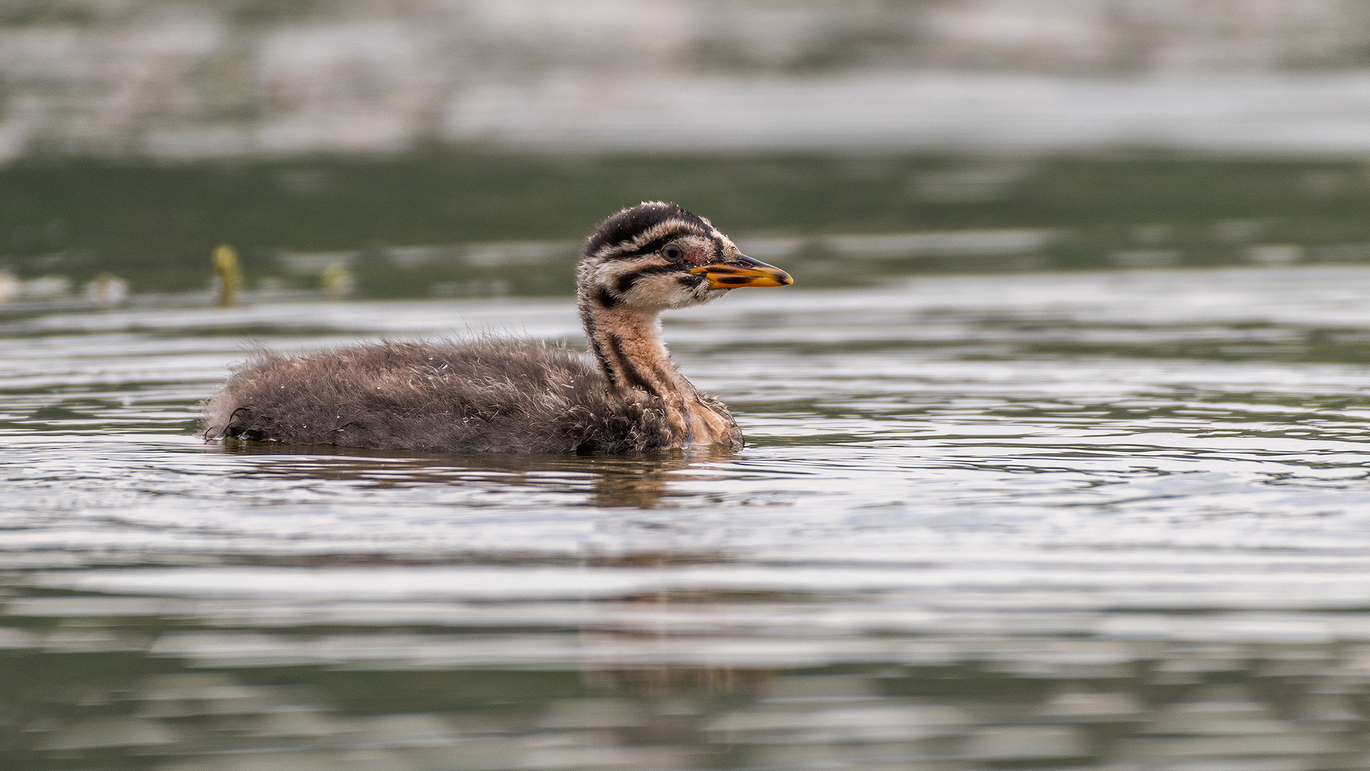 Red-necked Grebe (immature), Marshall Springs - Fish Creek Prov. Park, Calgary, AB