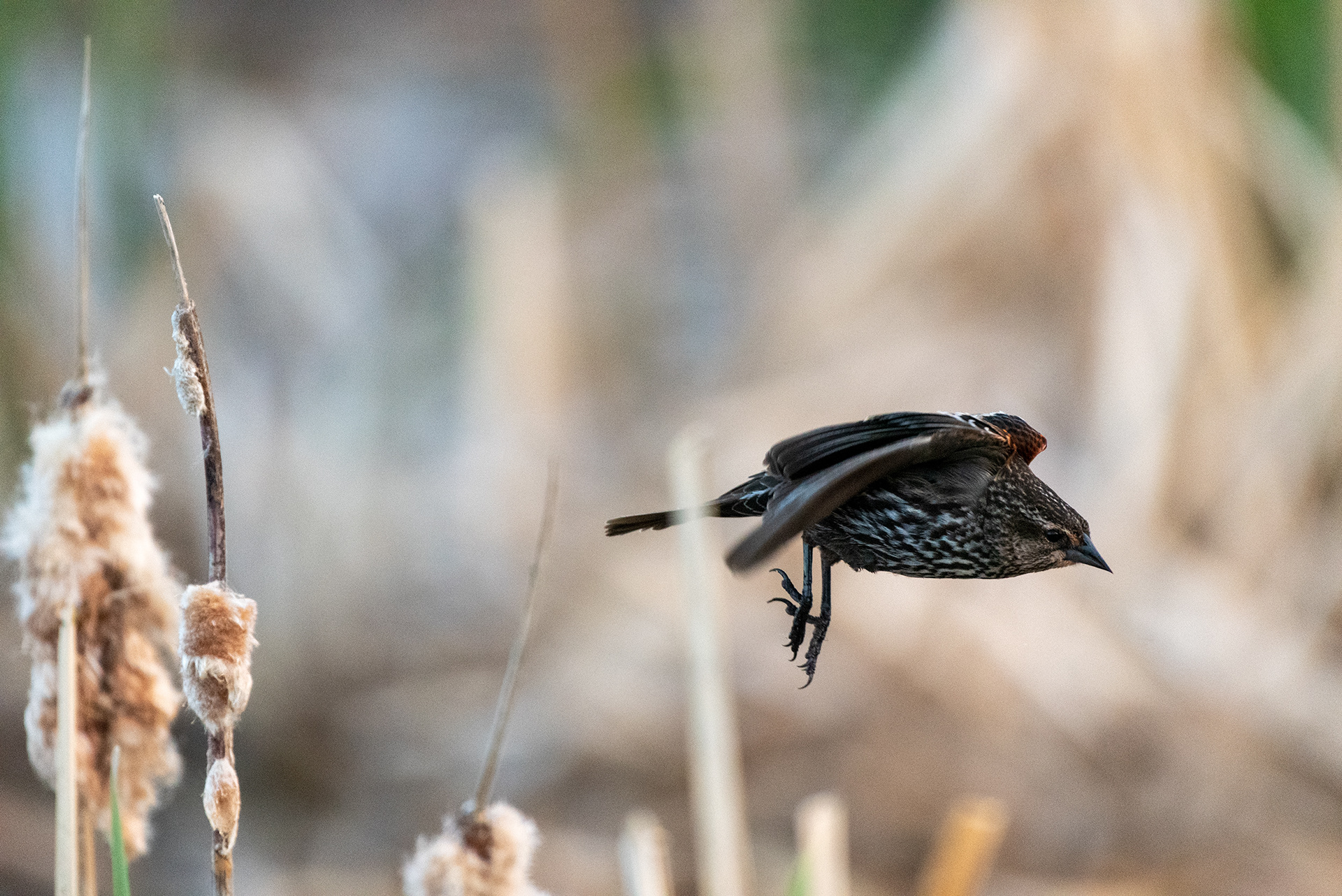 Female Red-winged Blackbird, Marshall Springs, Fish Creek Provincial Park, Calgary, Alberta