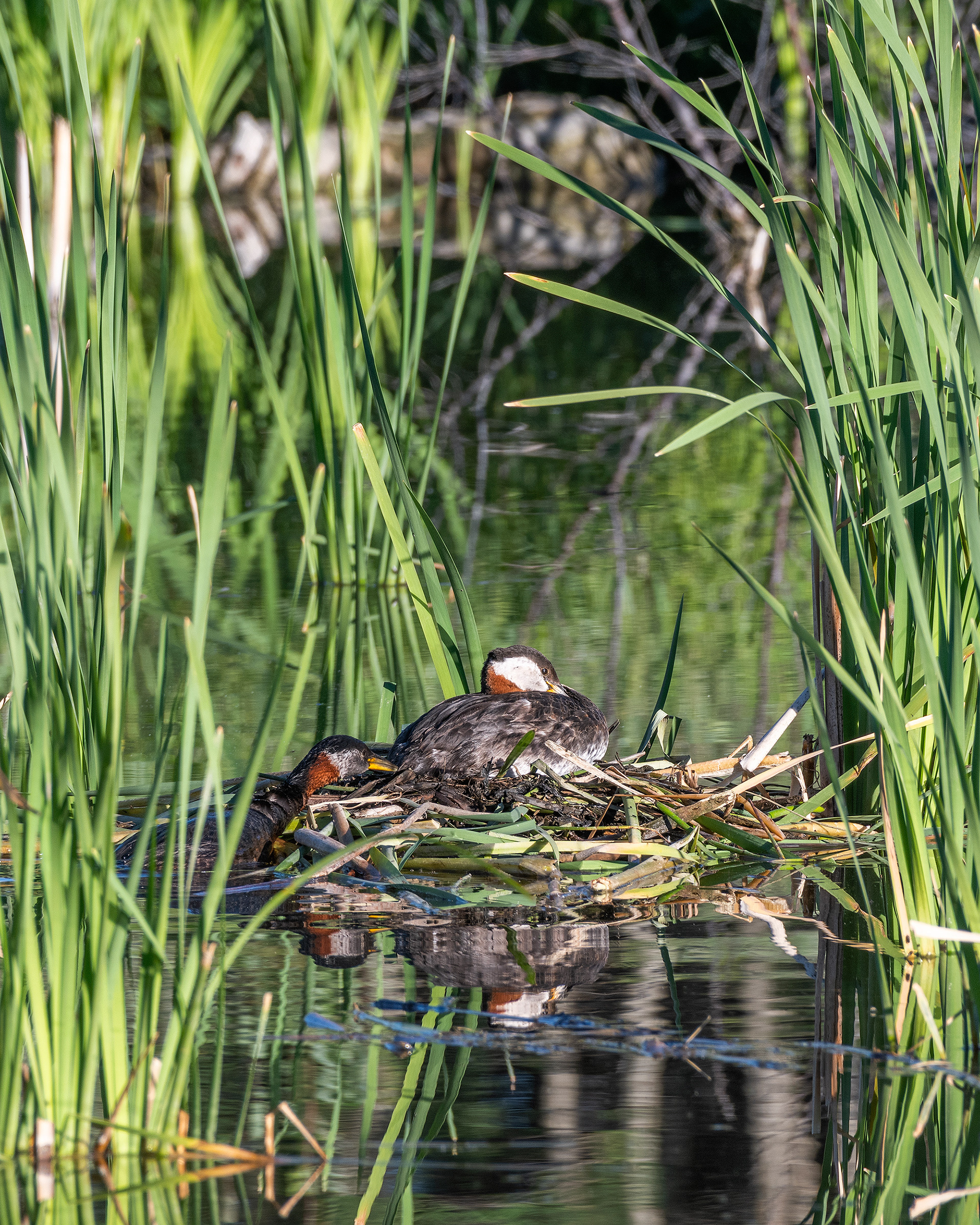 Red-necked Grebe pair at their nest, Marshall Springs - Fish Creek Prov. Park, Calgary, AB