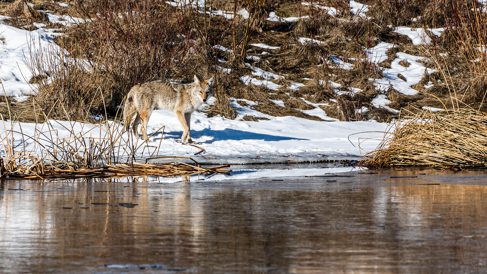 Coyote at Marshall Springs, Fish Creek Prov. Park, Calgary, AB