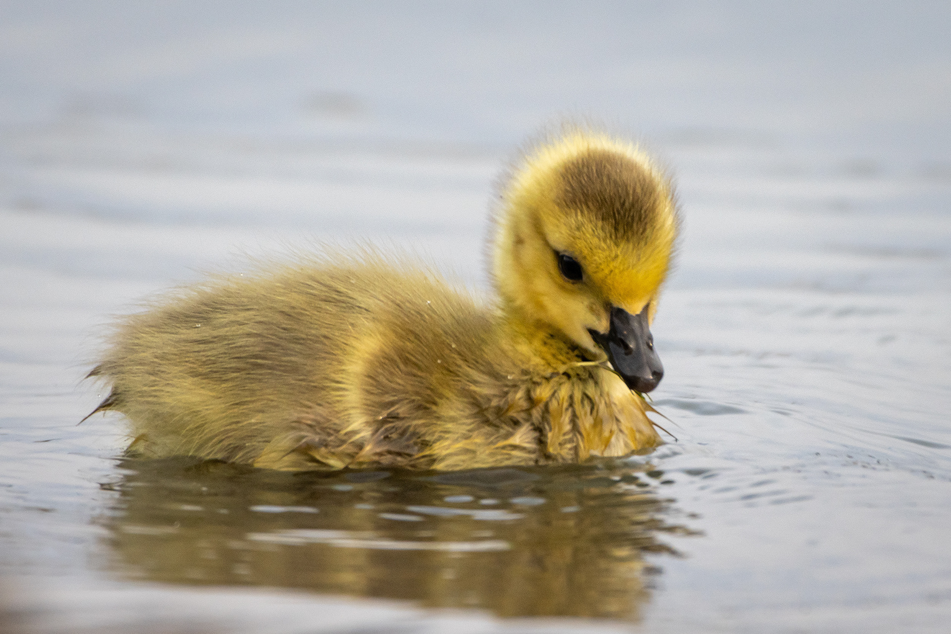 Canada Goose gosling, Glenmore Reservoir, North Glenmore Park, Calgary, AB