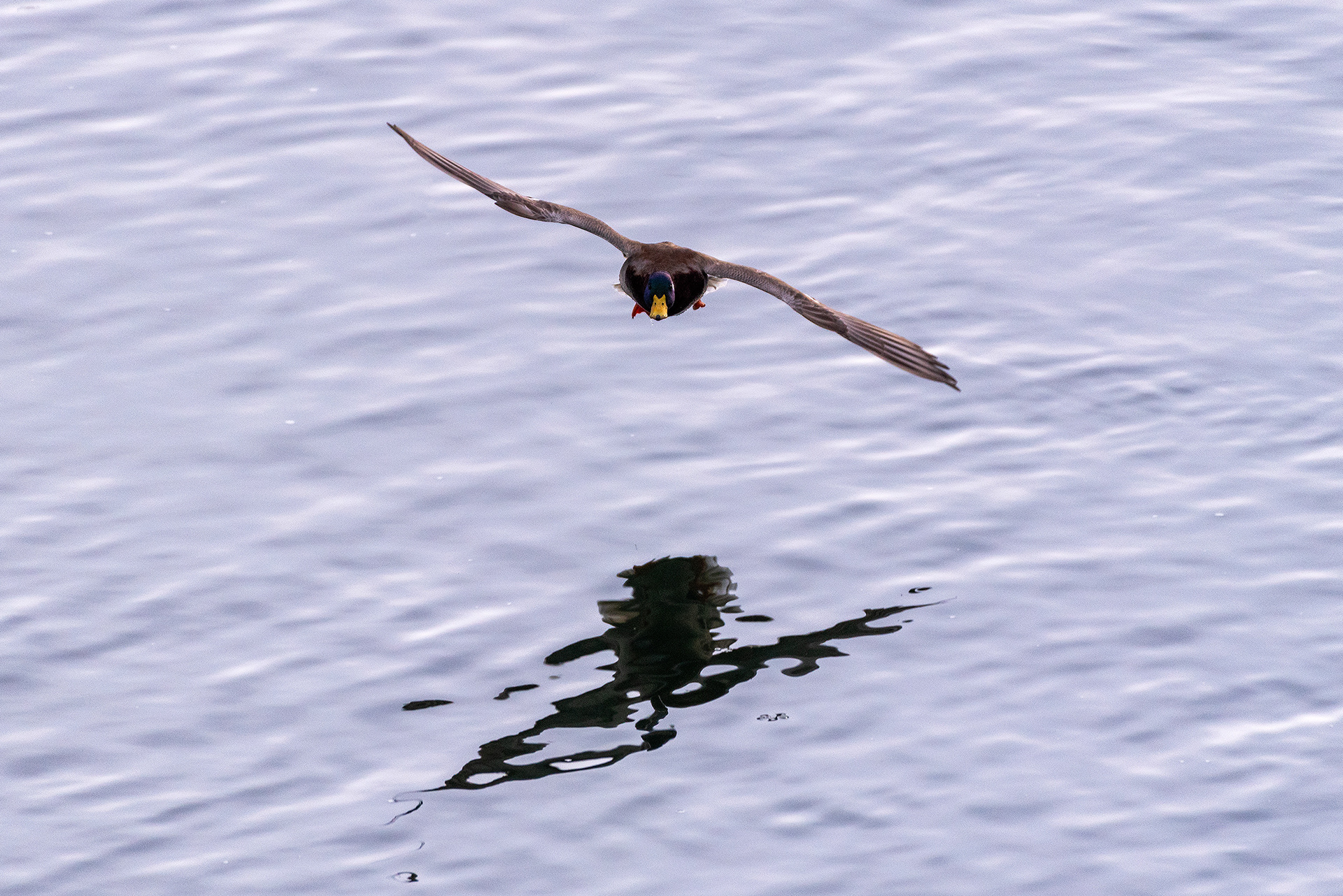 Mallard in flight at the Bow River near Carburn Park, Calgary, AB
