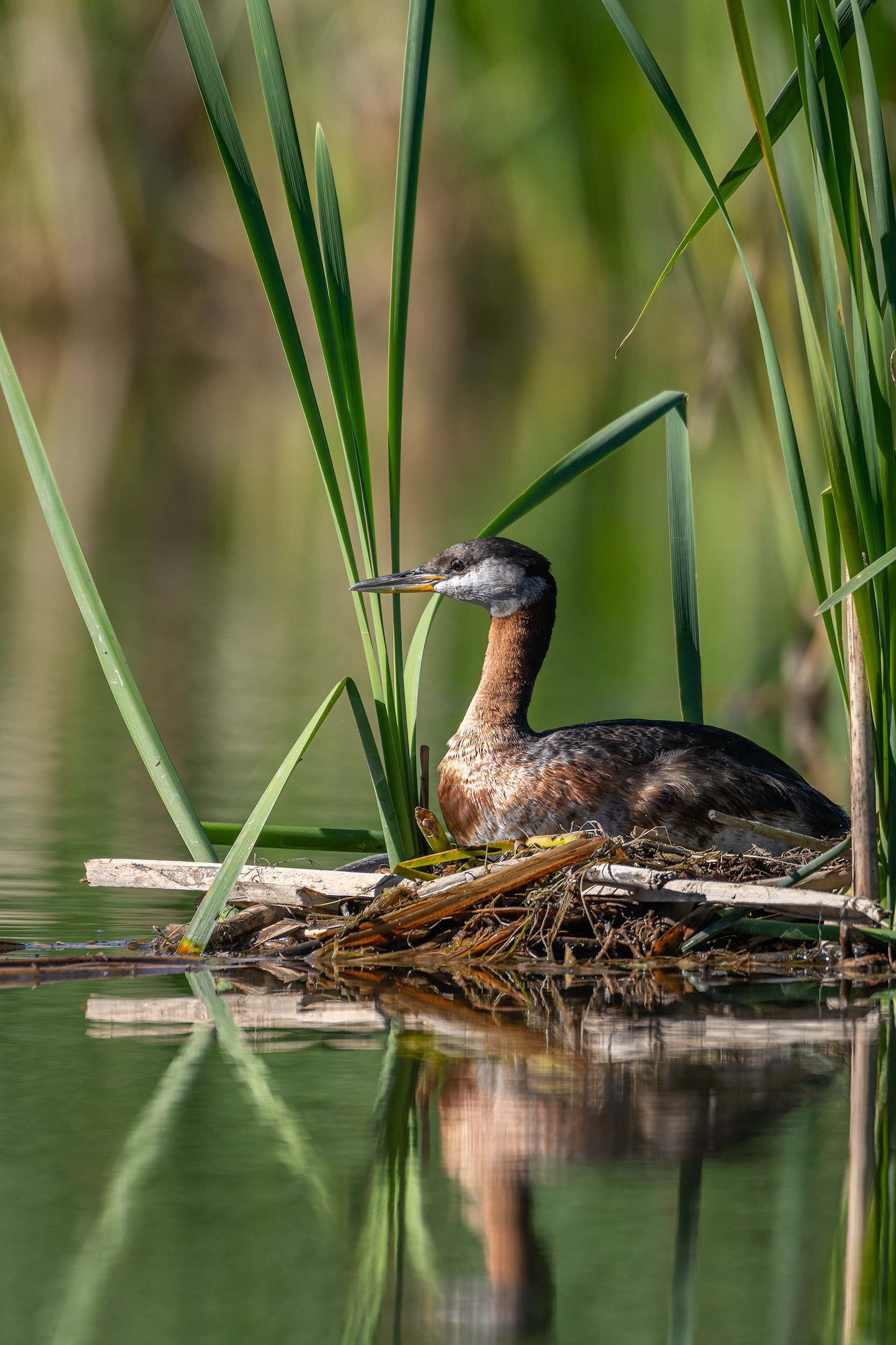 Red-necked Grebe, Marshall Springs ponds, Fish Creek Provincial Park, Calgary, AB
