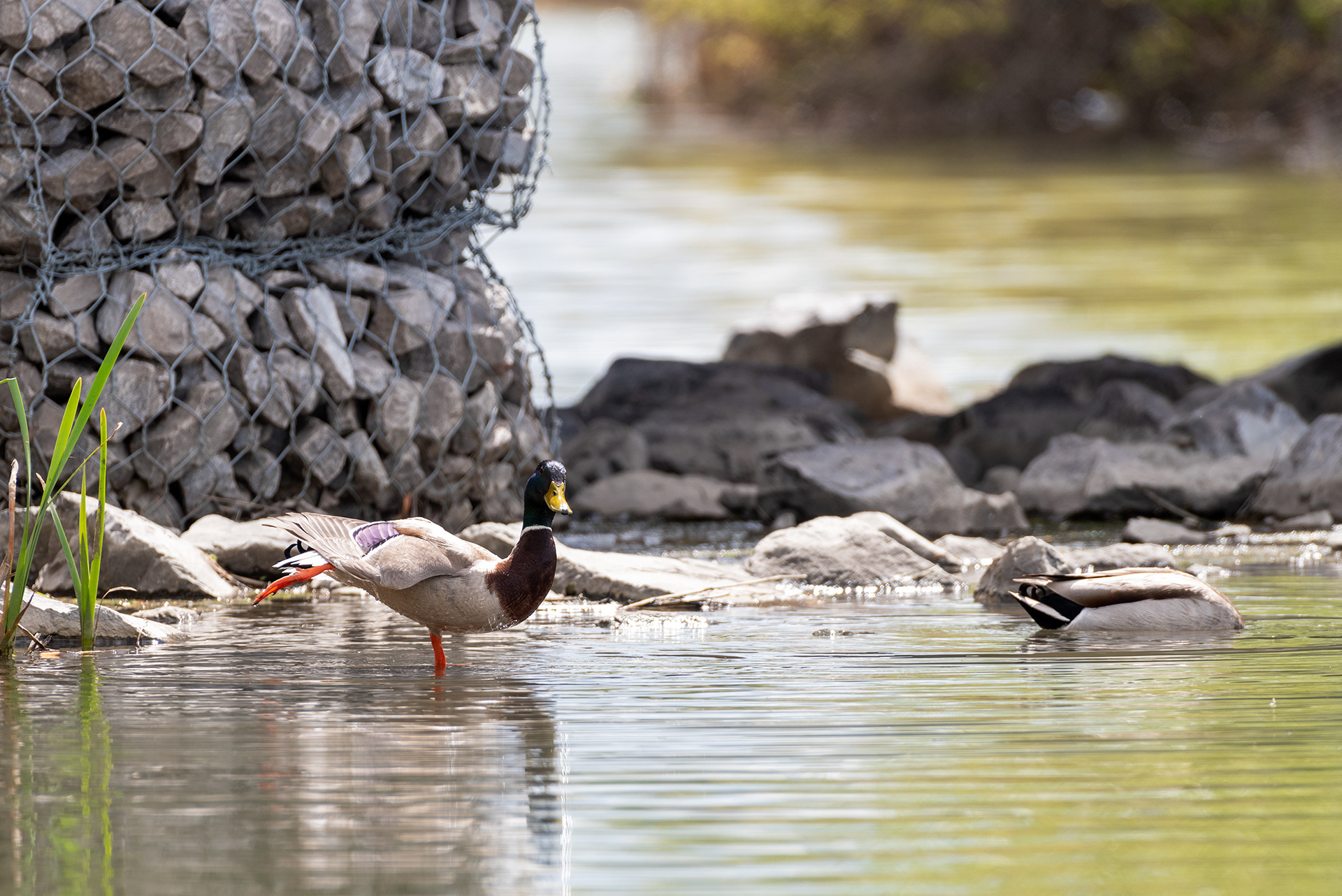 Mallard stretching, another dunking, Bridlewood Wetlands Park, Calgary, Alberta