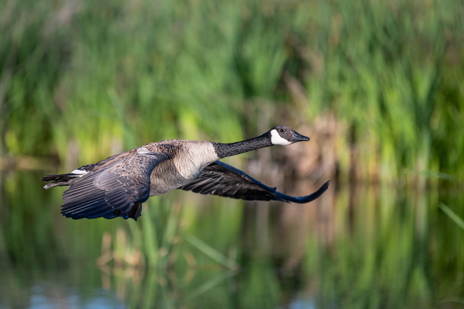 Canada Goose (in flight), Marshall Springs, Fish Creek Provincial Park, Calgary, AB