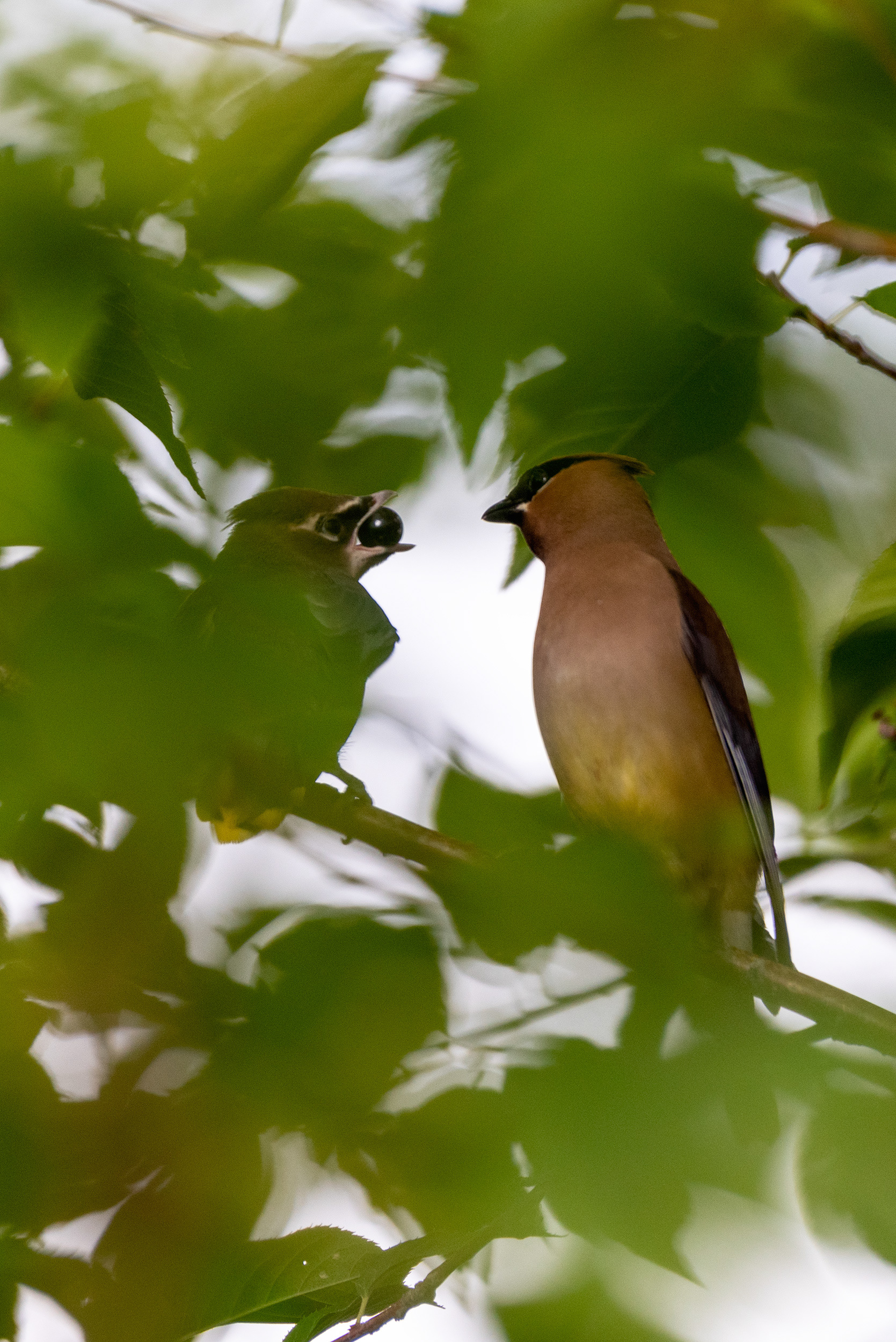 Juvenile Cedar Waxwing receives a berry from its parent