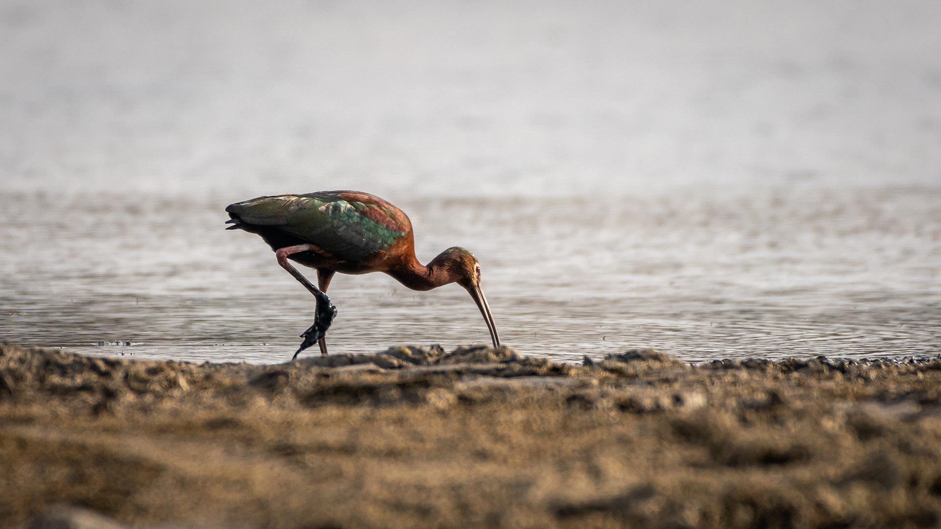 White-faced Ibis, Glenmore Reservoir, North Glenmore Park, Calgary, AB