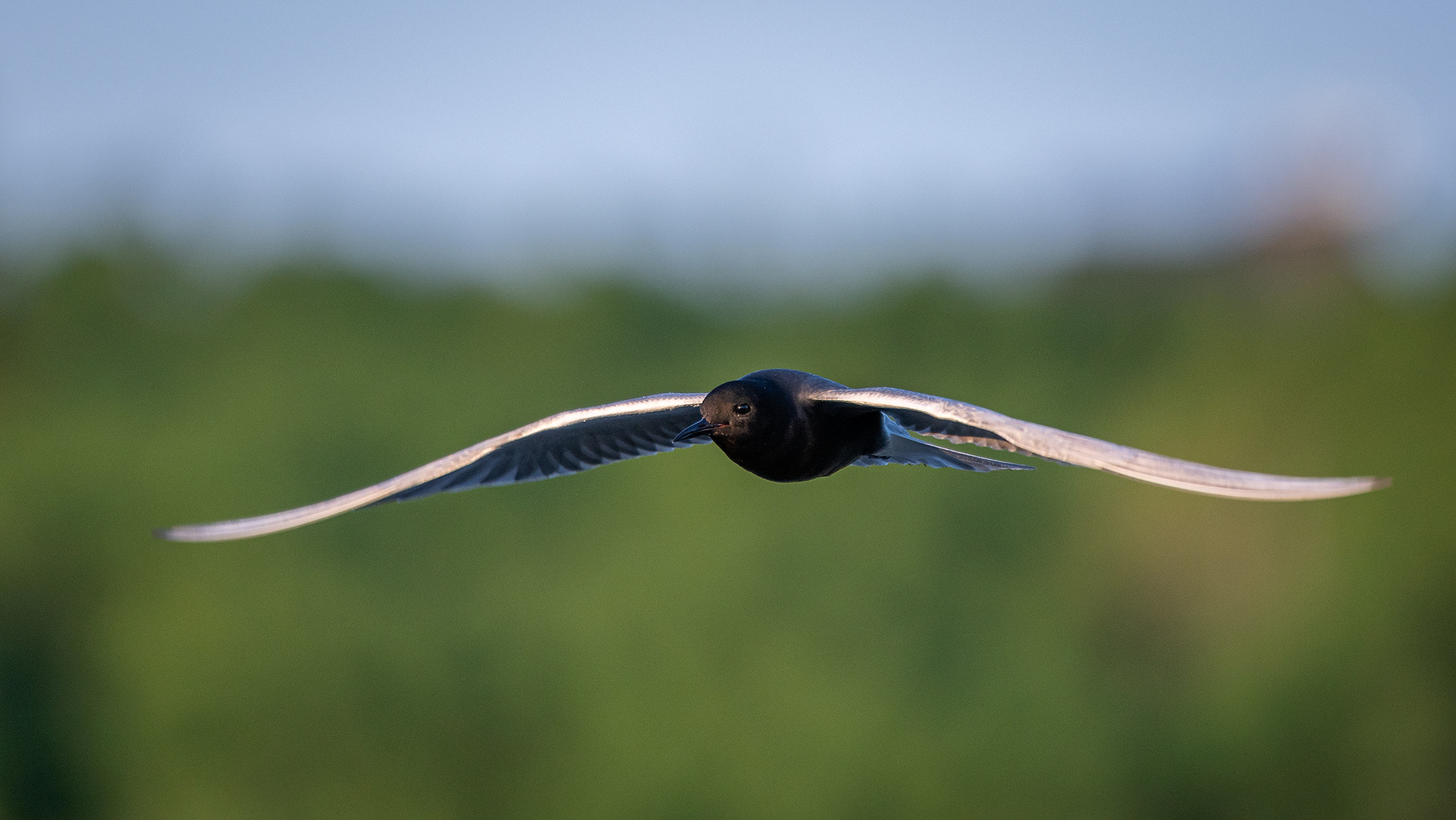 Black Tern (in flight), Marshall Springs ponds, Fish Creek Provincial Park, Calgary, AB